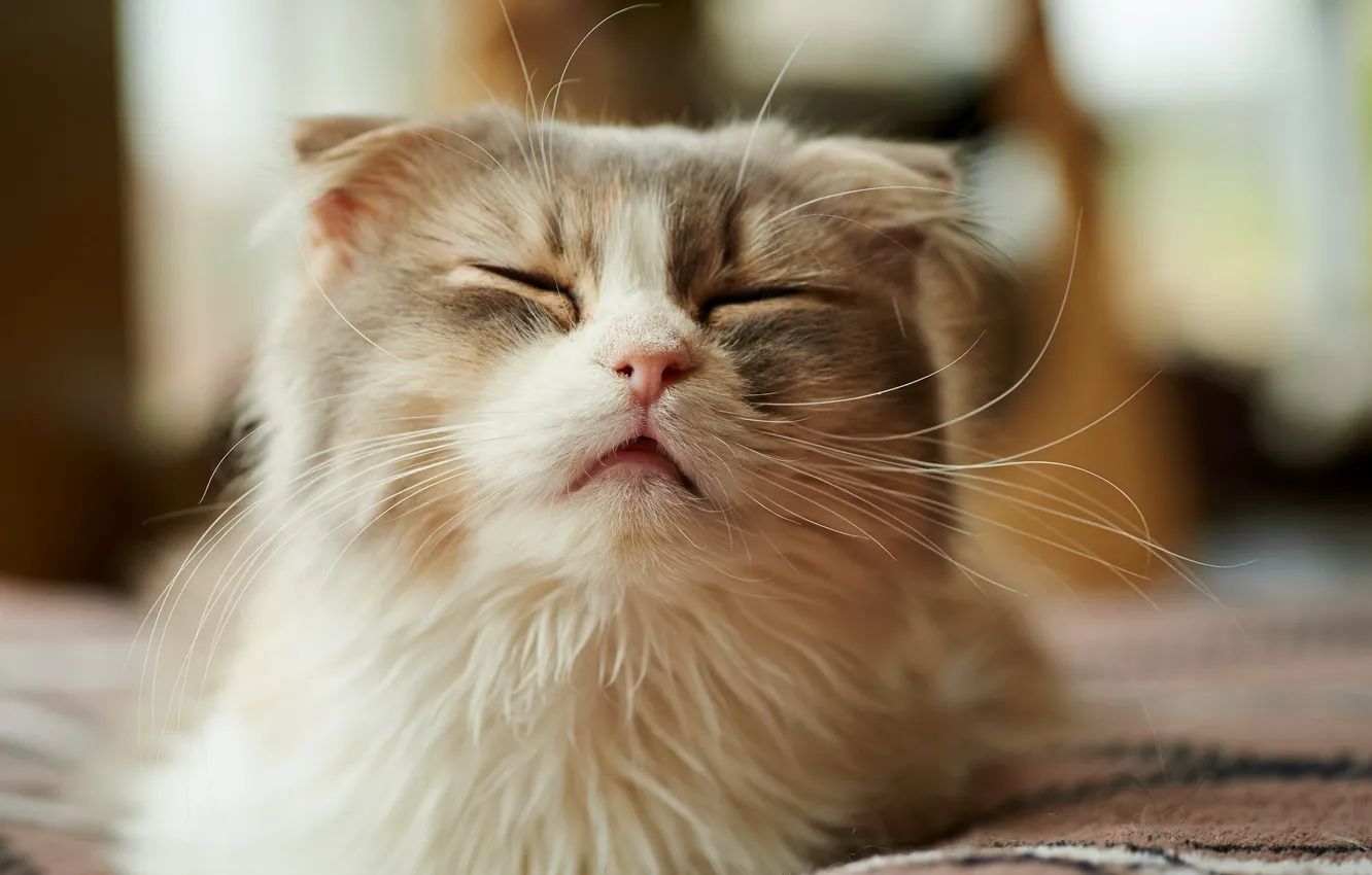 Photo wallpaper mustache, face, Cat, he closed his eyes, longhair
