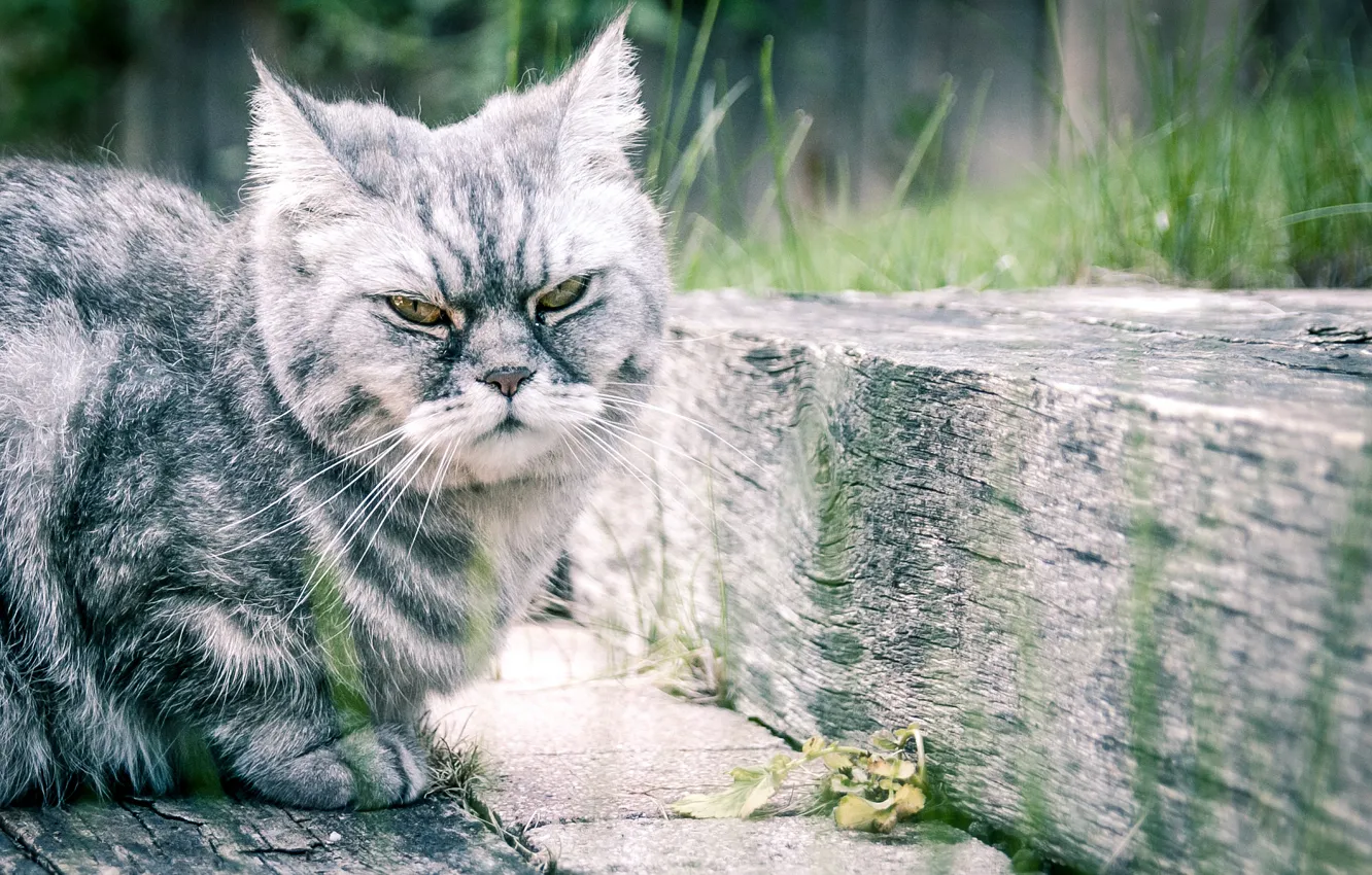 Photo wallpaper cat, mustache, wool, Koshak, Tomcat