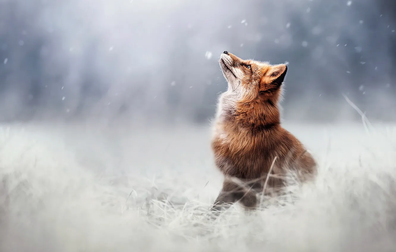 Photo wallpaper snow, blur, Fox, red