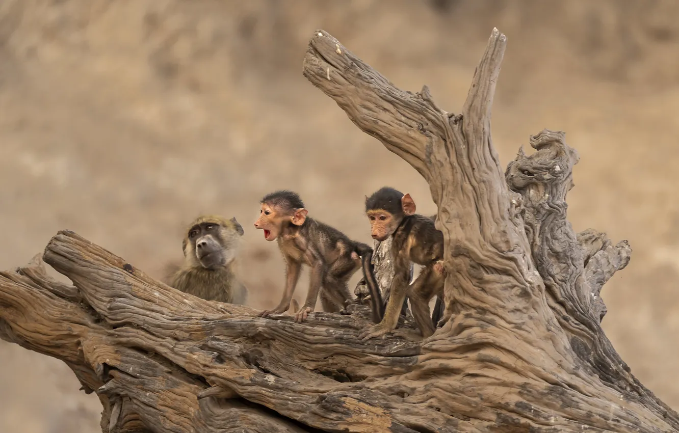 Photo wallpaper stump, baby, monkey