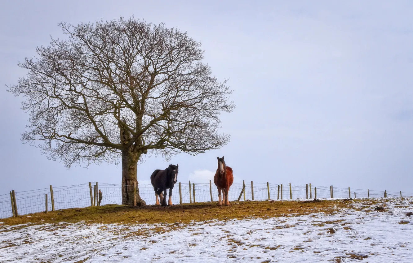 Photo wallpaper winter, field, horse