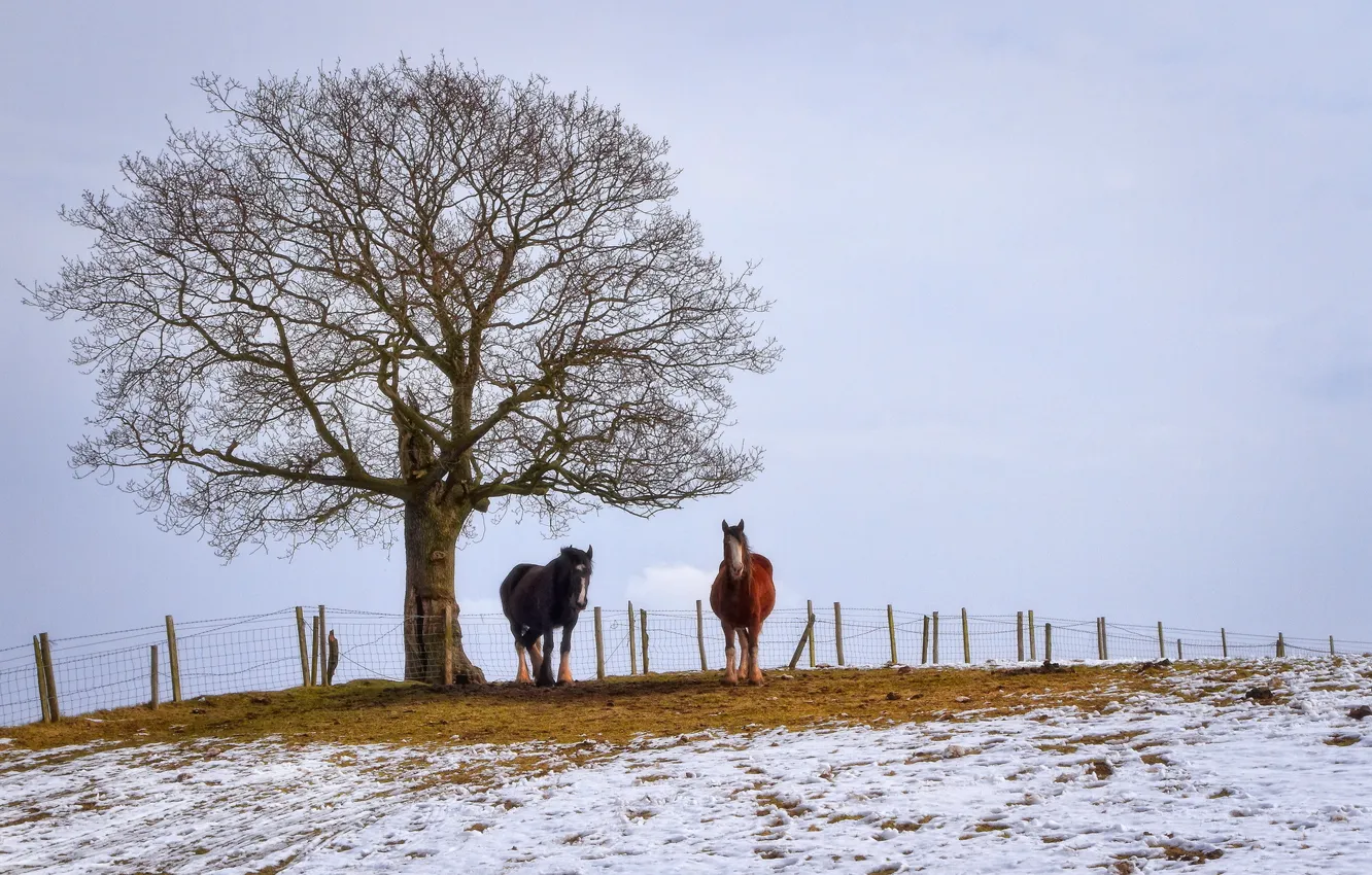 Photo wallpaper winter, field, horses