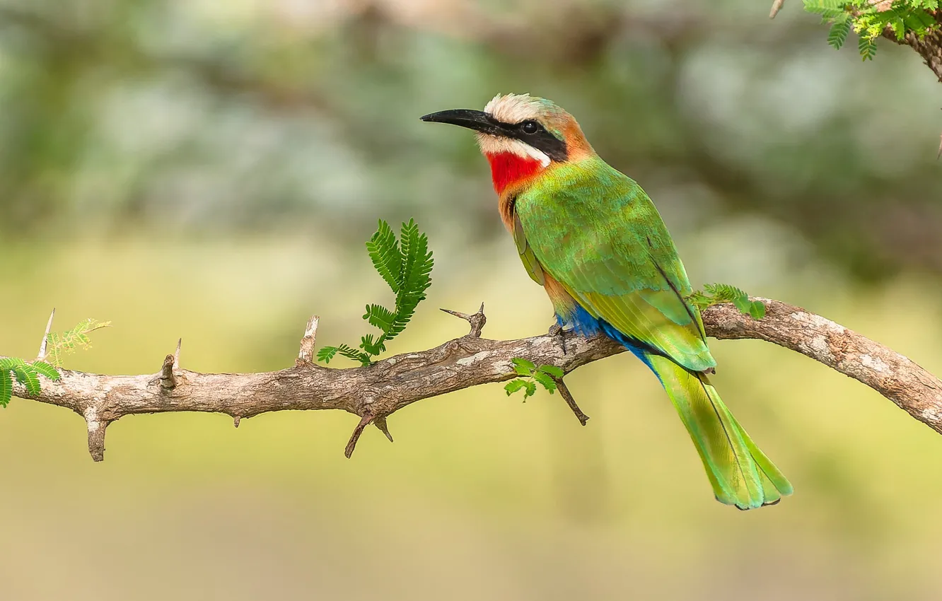 Photo wallpaper leaves, branches, nature, green, bird, bokeh, Golden bee-eater, schurka