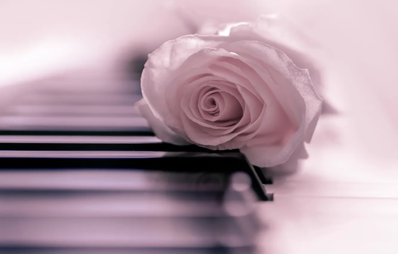 Photo wallpaper mood, tenderness, roses, keys, buds