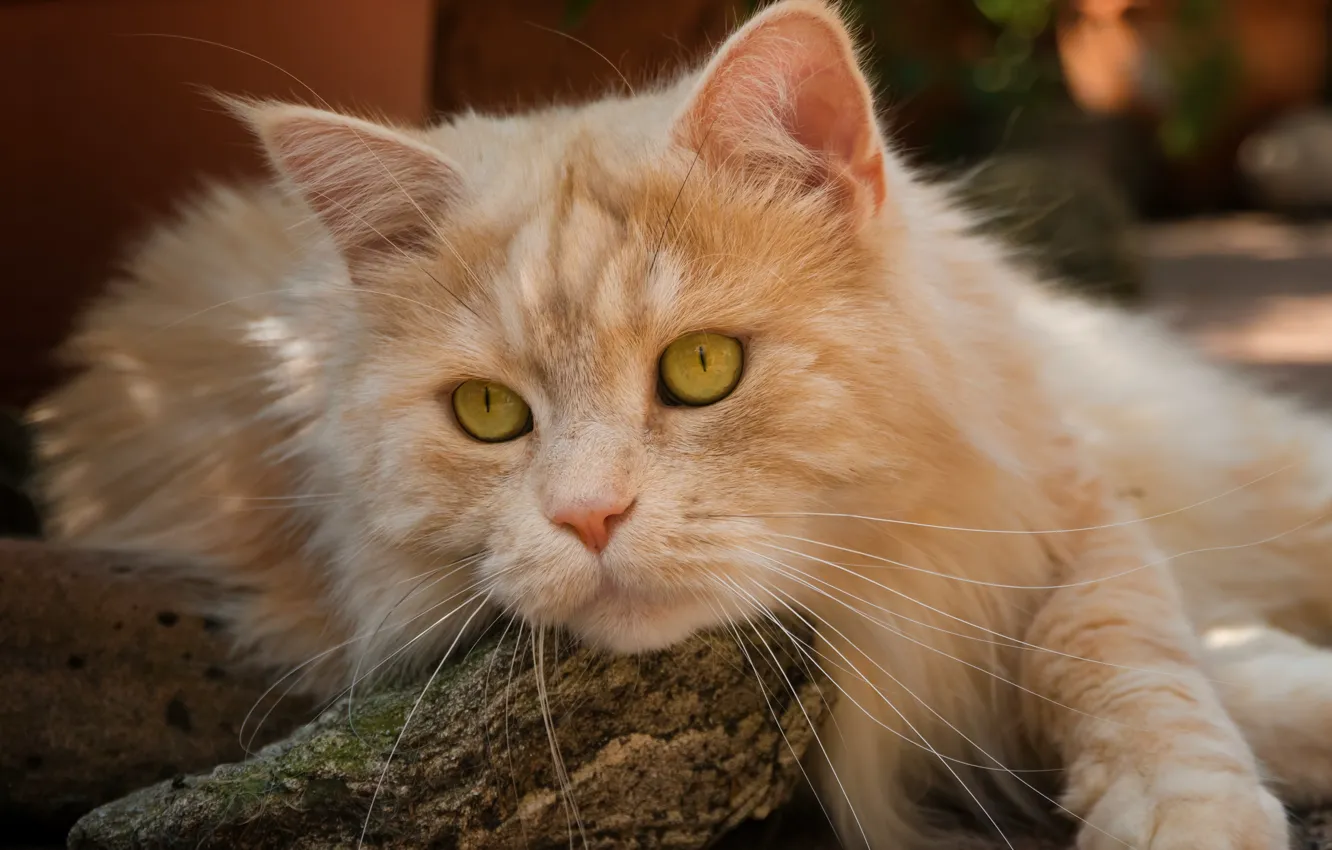 Photo wallpaper cat, look, muzzle, red cat