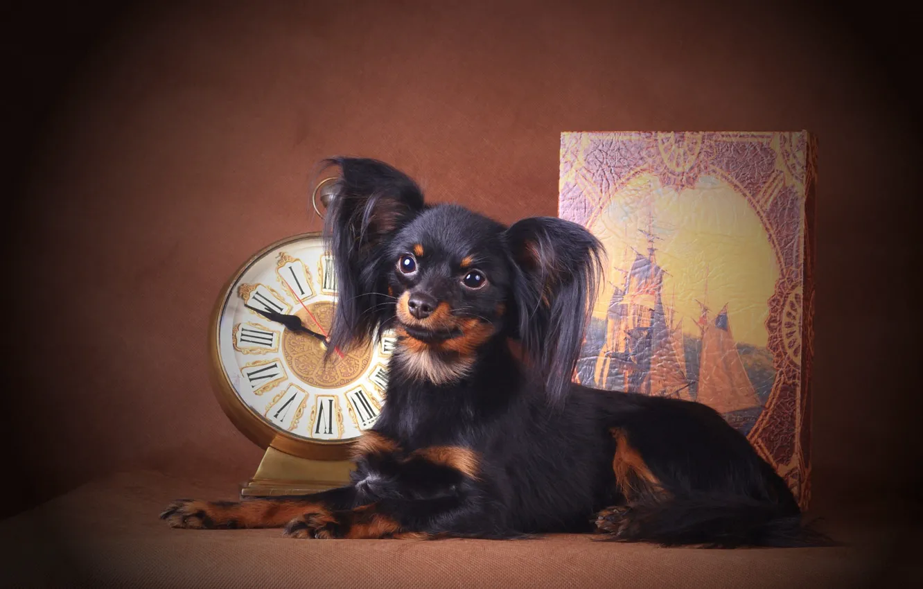 Photo wallpaper look, pose, watch, ship, sailboat, dog, album, lies