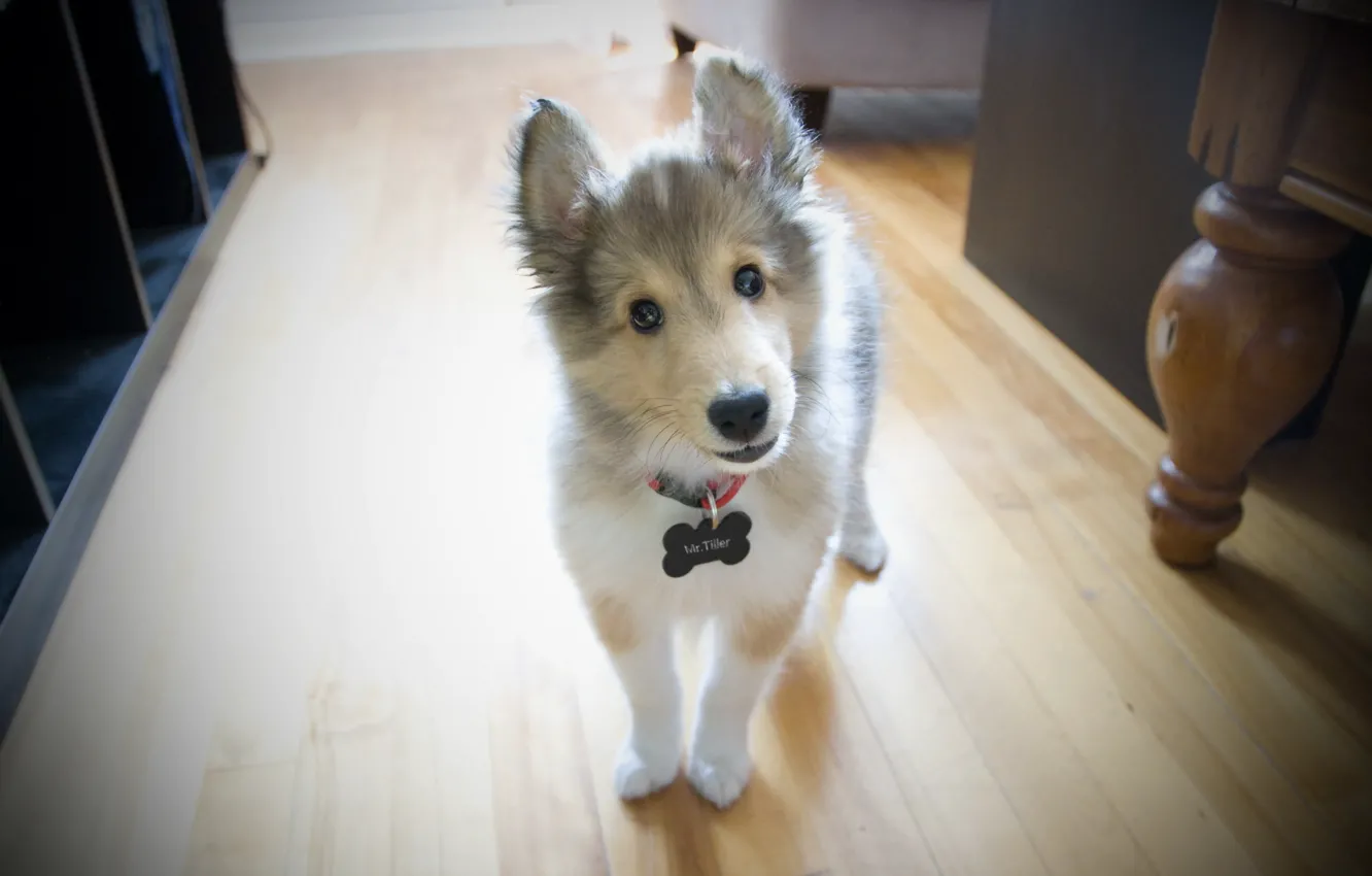 Photo wallpaper look, each, dog