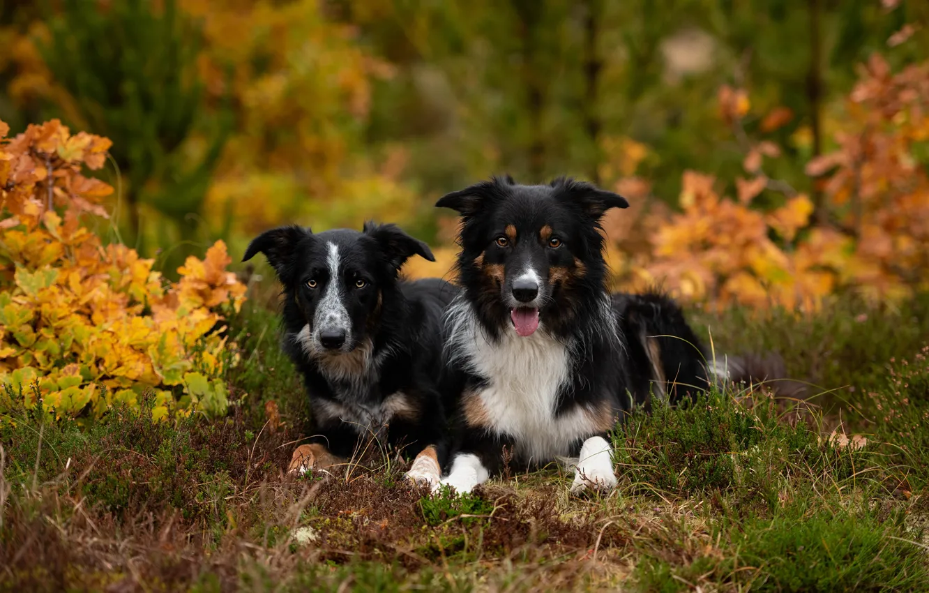 Photo wallpaper autumn, forest, dogs, look, nature, Park, foliage, pair