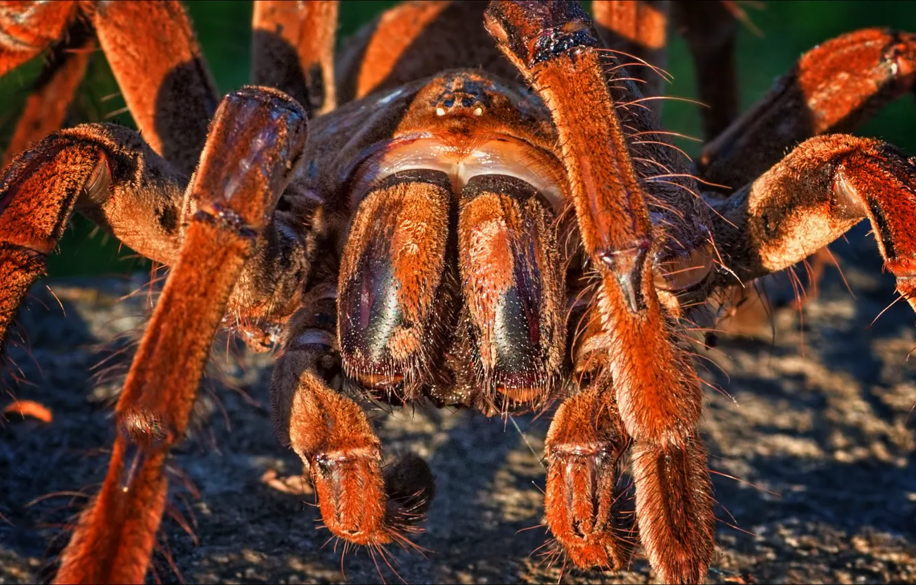 Photo wallpaper macro, nature, spider, Tarantula