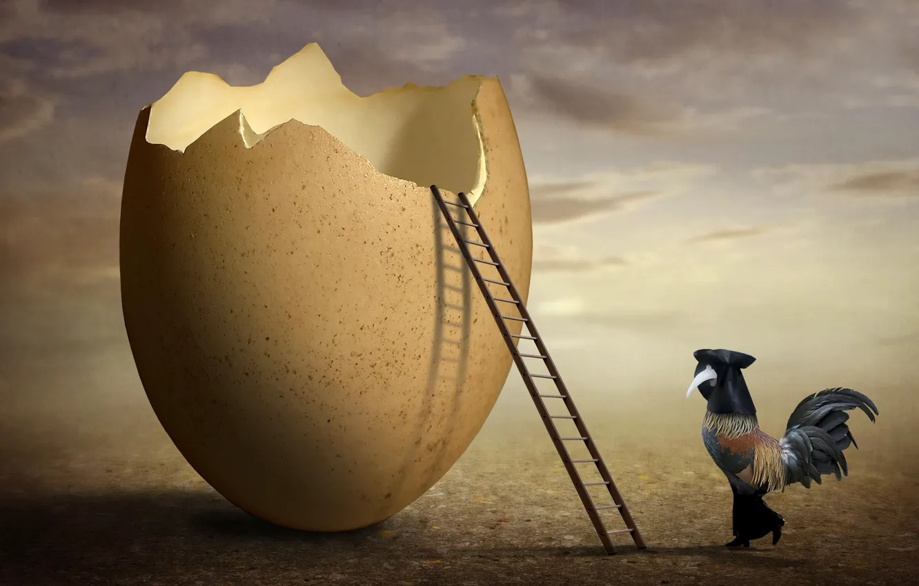 Photo wallpaper eggs, shell, art, cock, The Inspector