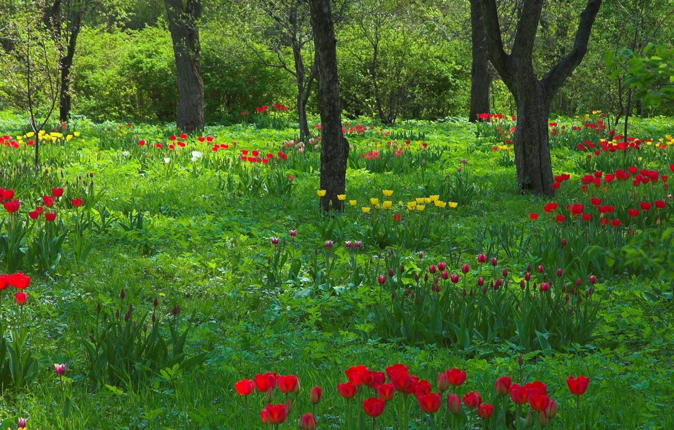 Photo wallpaper trees, nature, spring, garden, tulips, trunk