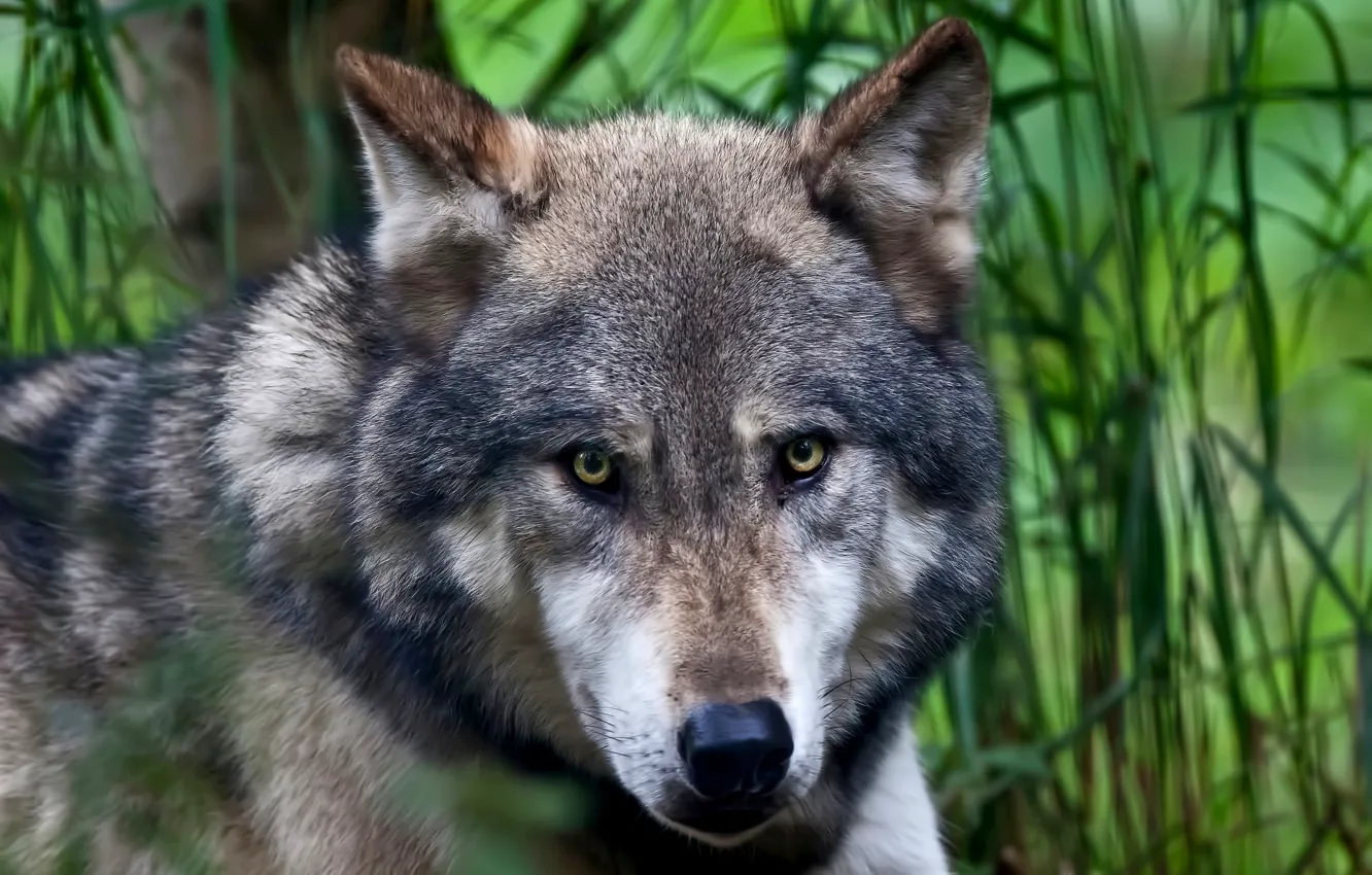 Photo wallpaper eyes, look, face, nature, background, wolf, predator
