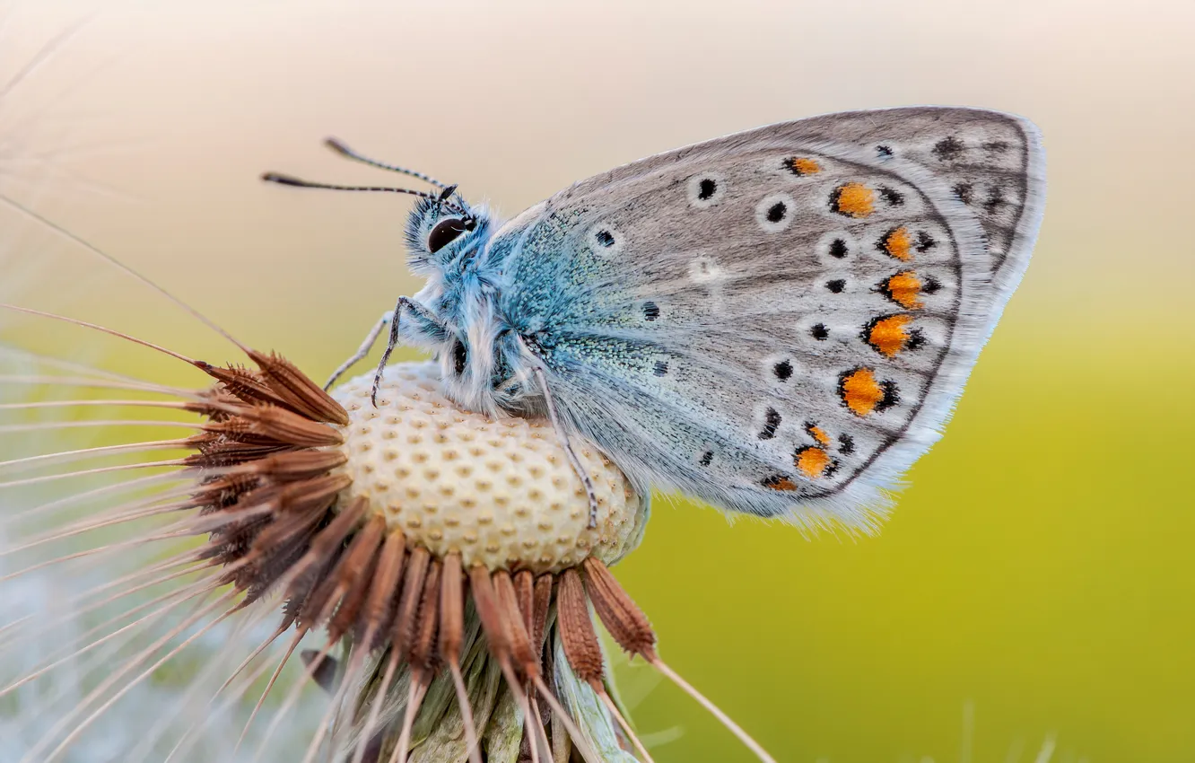 Photo wallpaper macro, butterfly, insect, common blue