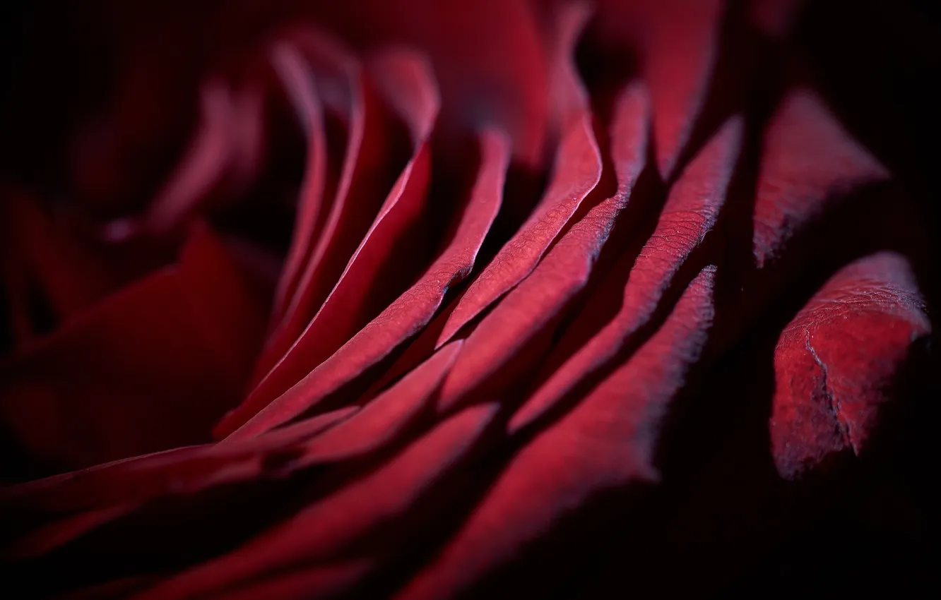 Photo wallpaper macro, flowers, roses, petals