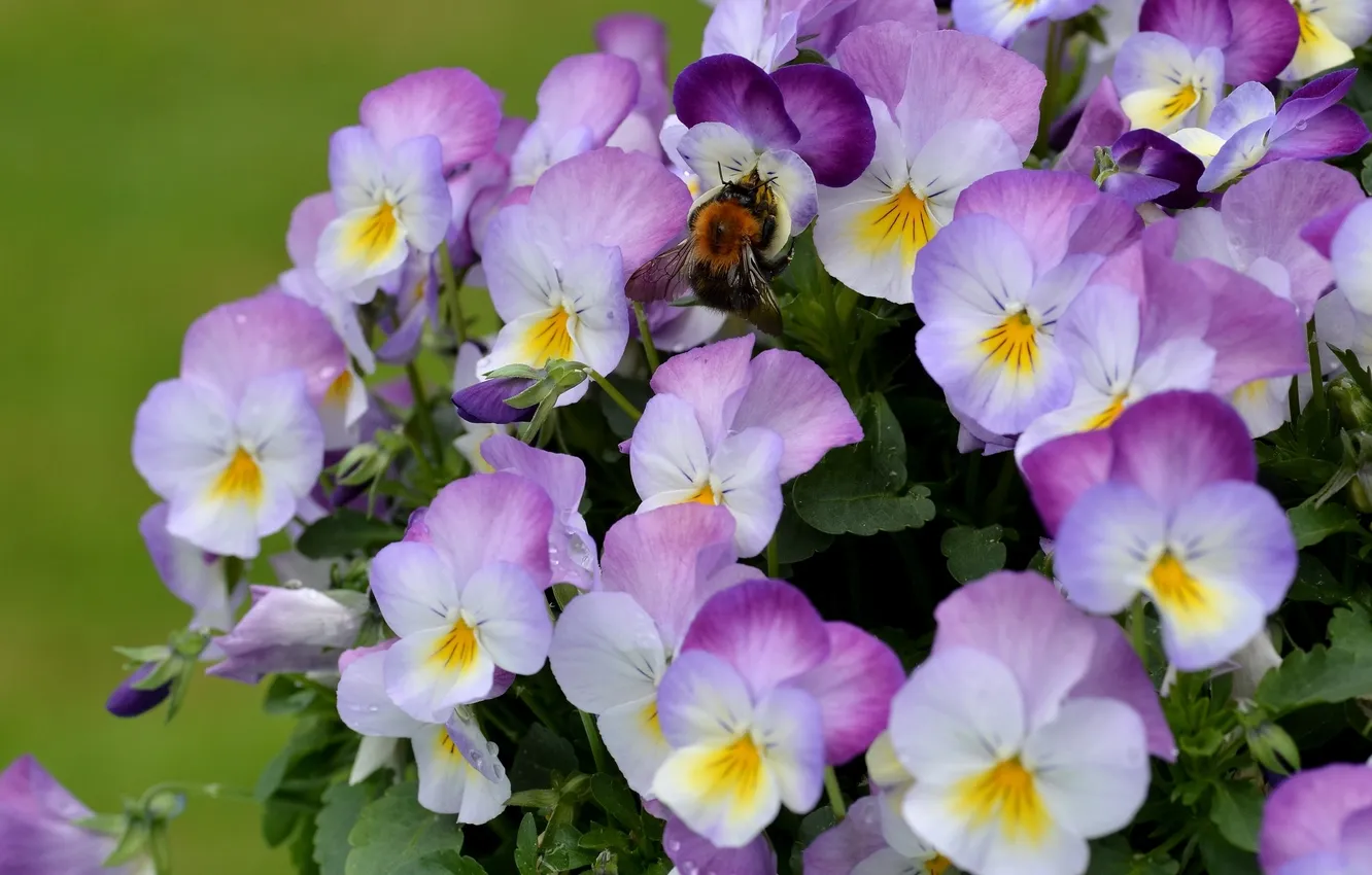 Photo wallpaper bumblebee, Pansy, viola, Viola tricolor