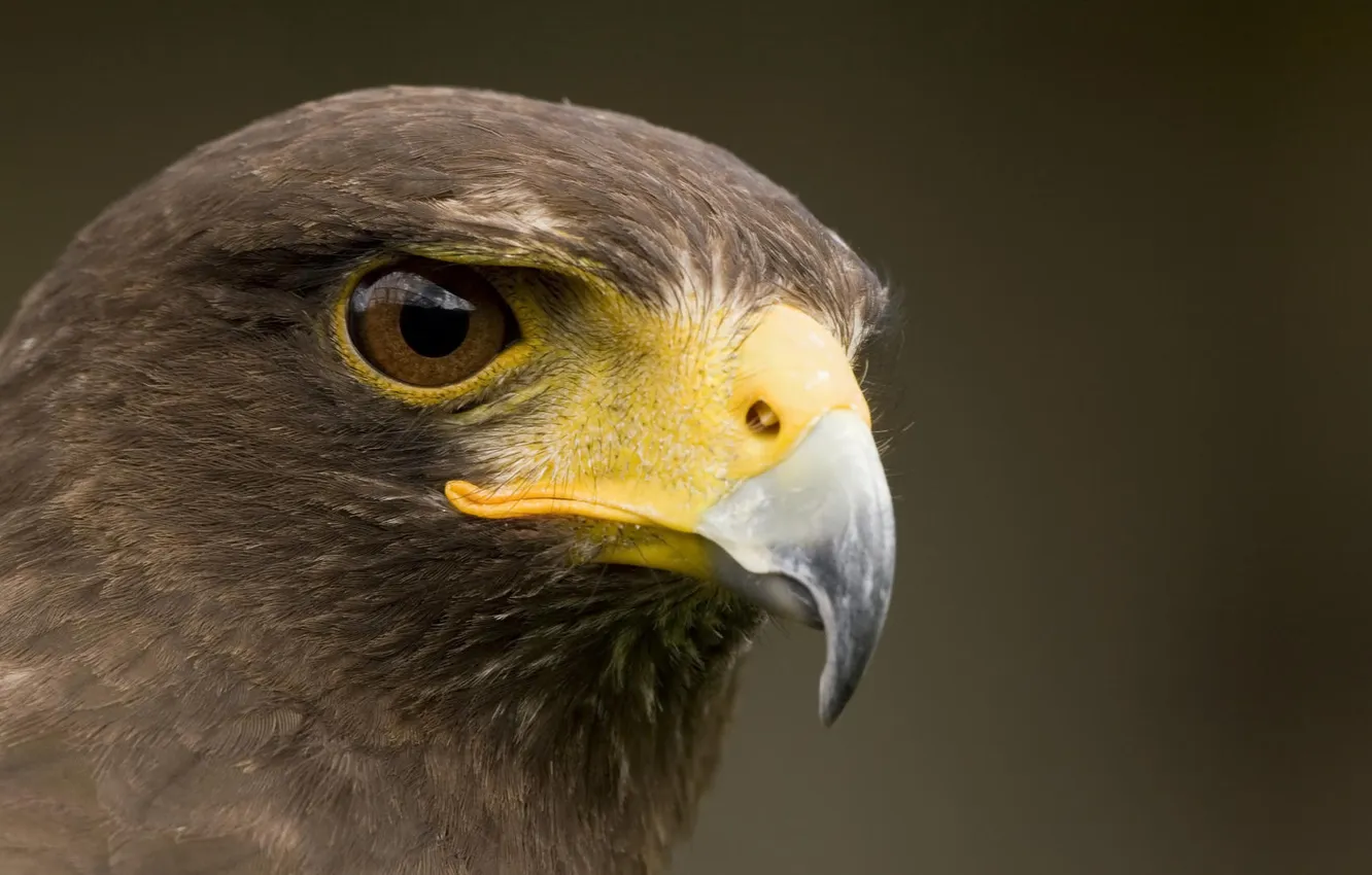 Photo wallpaper animal, bird, Falcon