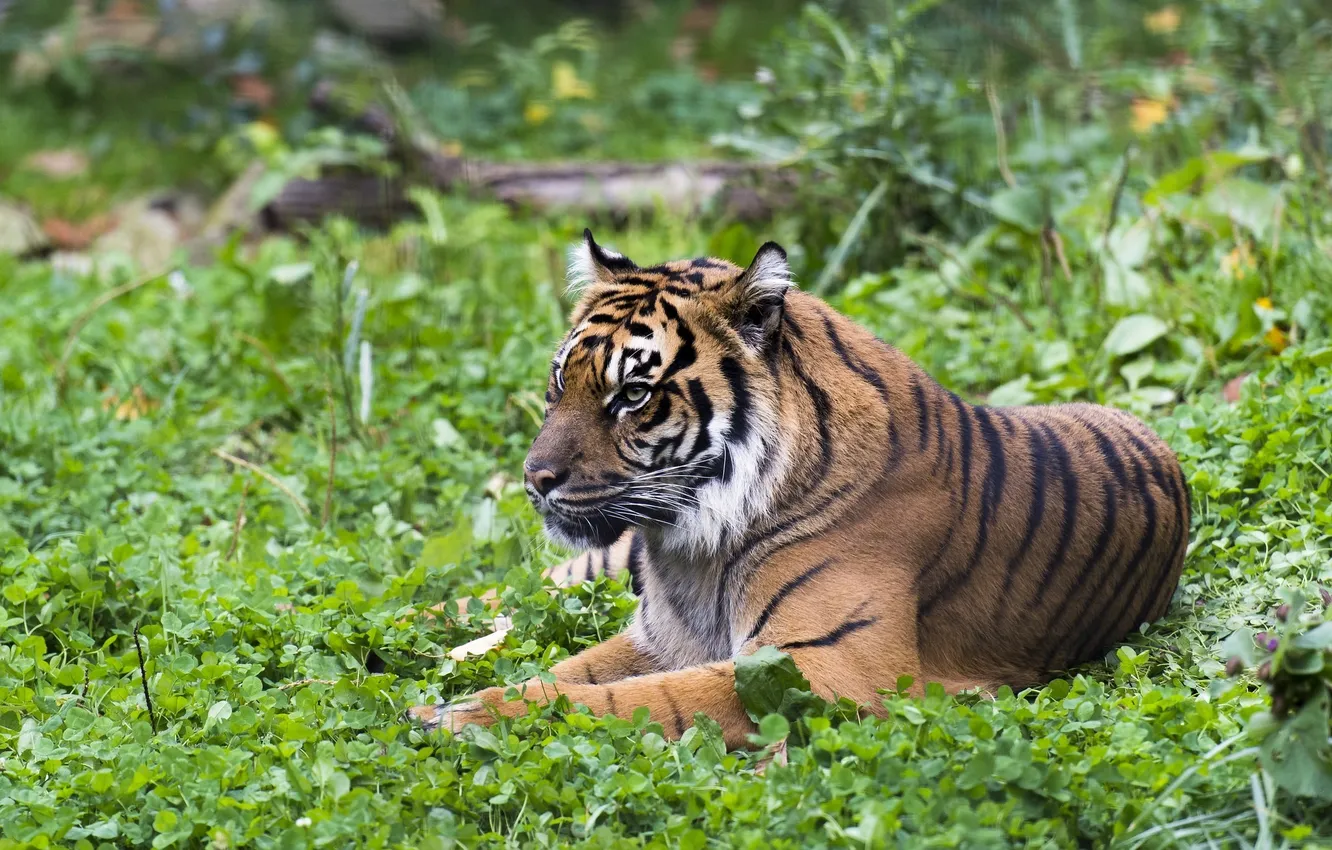 Photo wallpaper tiger, stay, predator, lies, wild cat