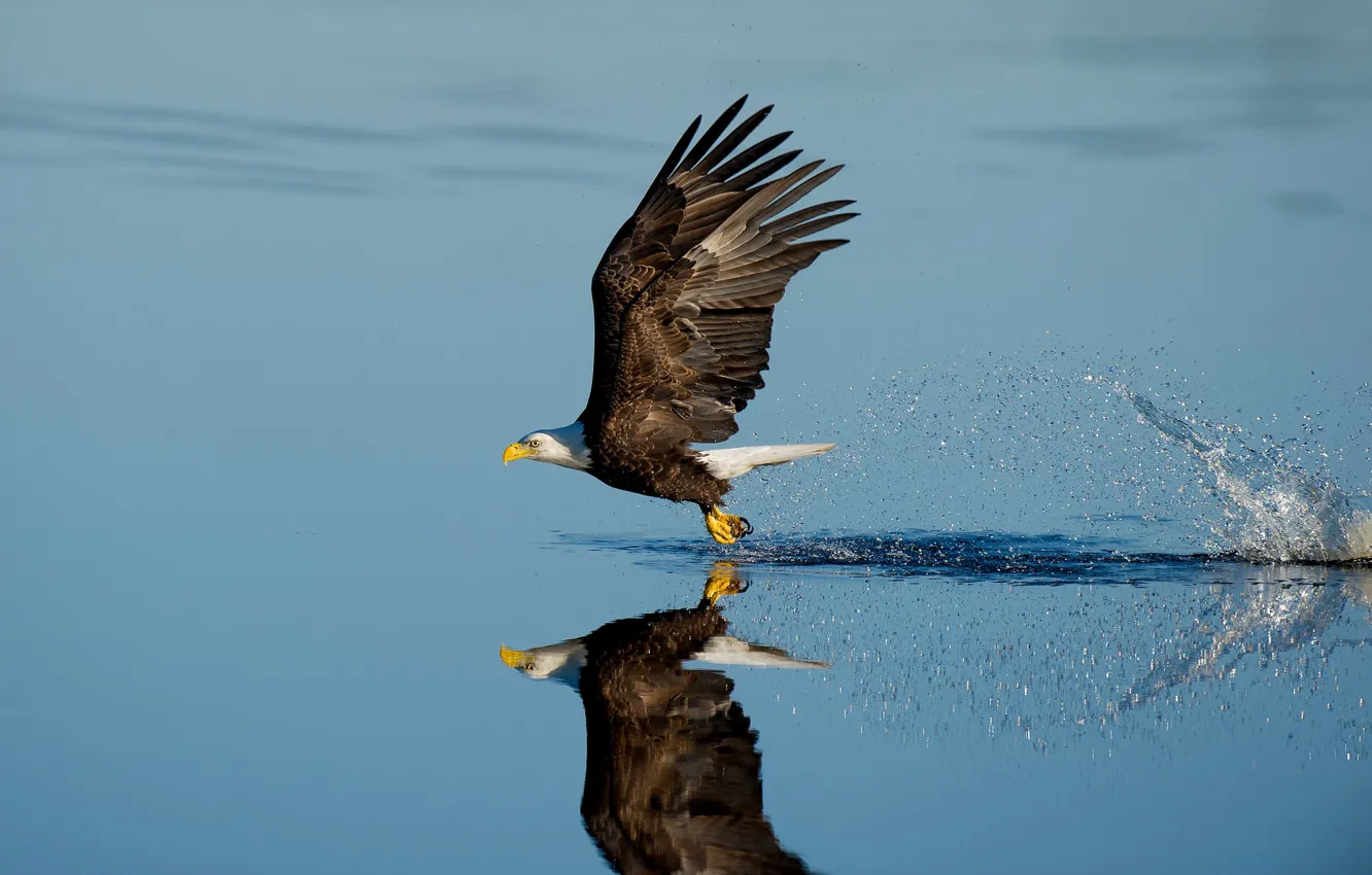 Photo wallpaper lake, splash, reflection, wildlife, bald eagle, hunting