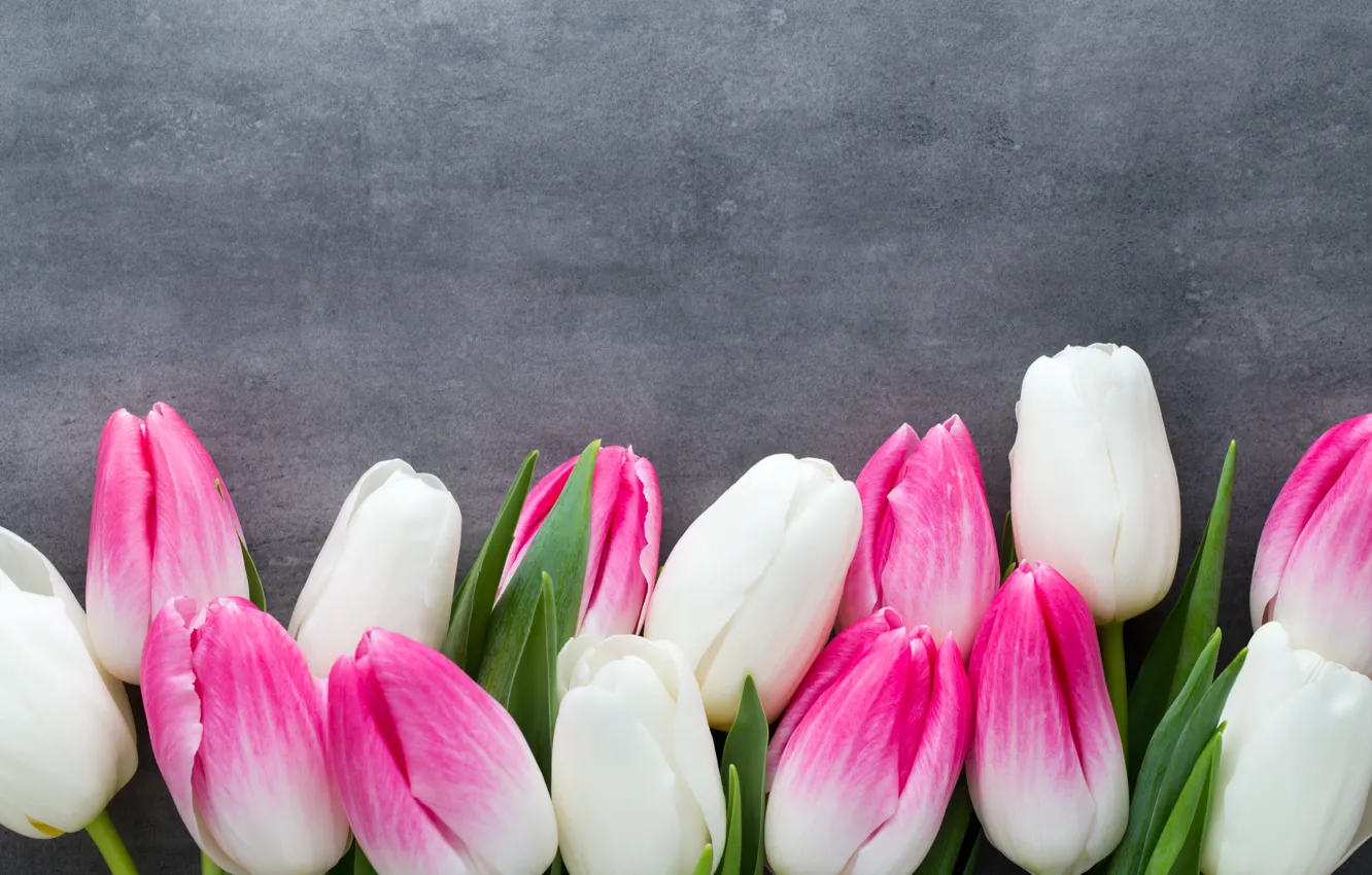 Photo wallpaper flowers, bouquet, tulips, pink, white, white, fresh, pink