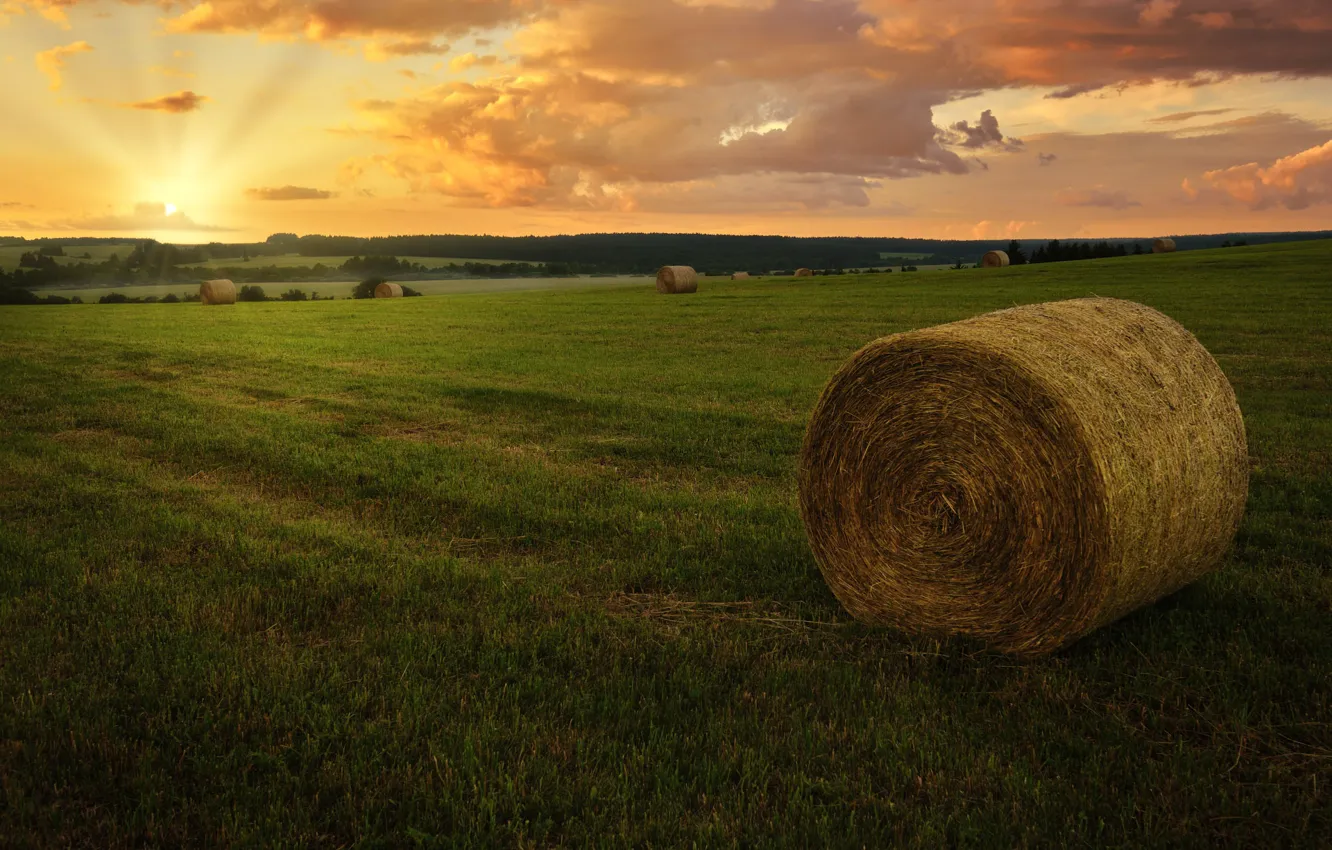 Photo wallpaper field, forest, sunset, hay, The Beltsy Gregory