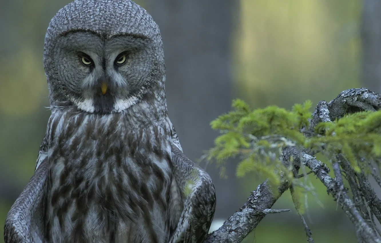 Photo wallpaper forest, branch, Great grey owl (Strix nebulosa), look askance