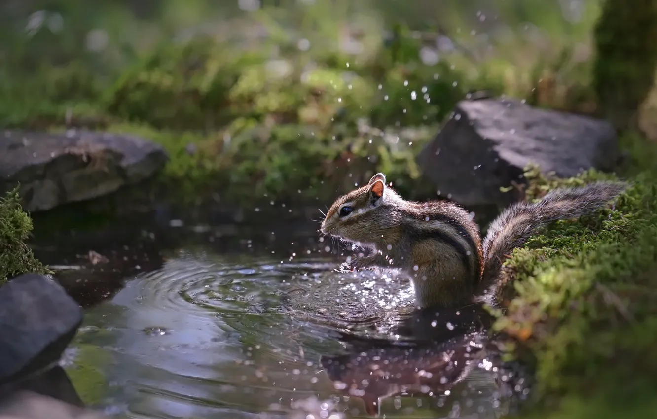 Photo wallpaper light, nature, bathing, profile, squirt, glade, pond, water