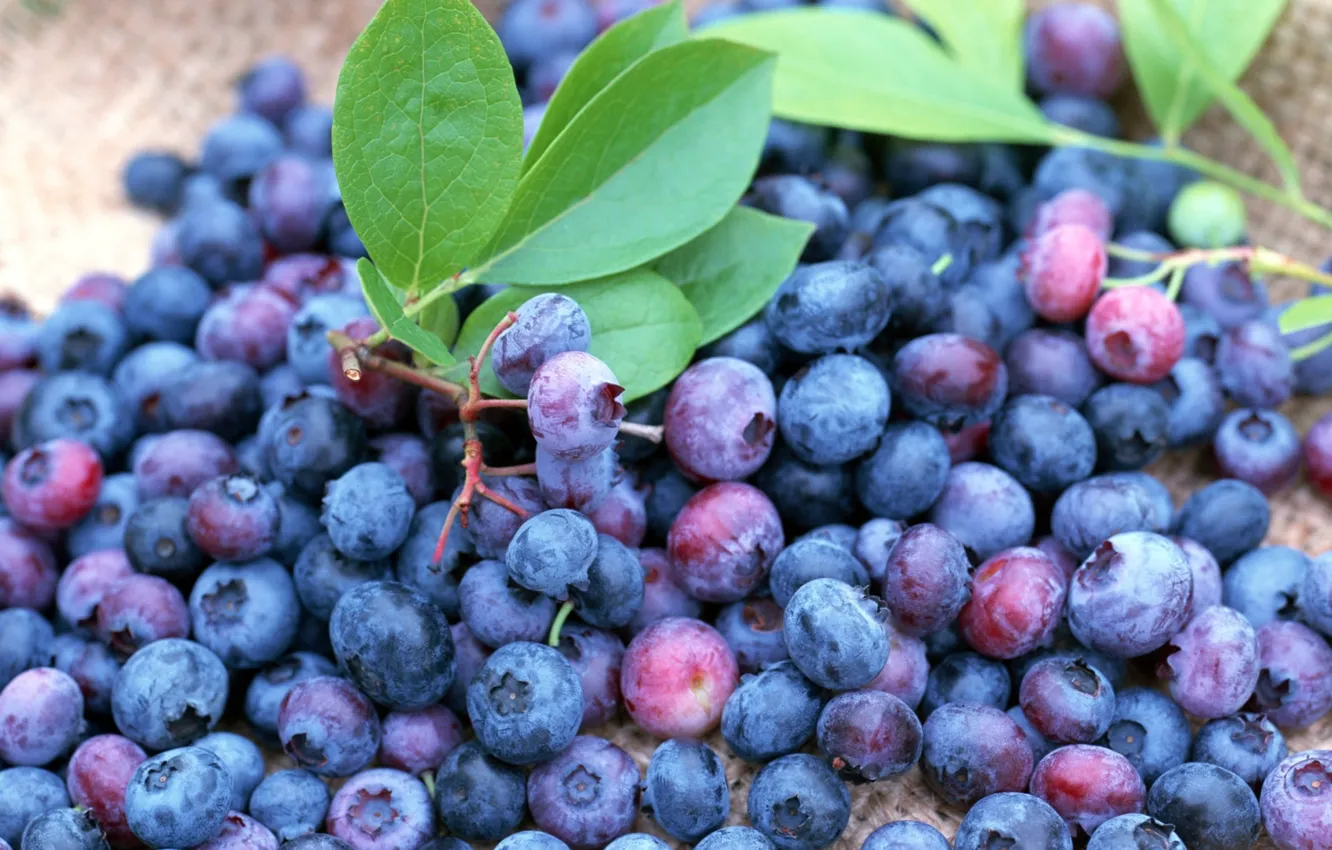 Photo wallpaper berries, blueberries, a lot, ripe