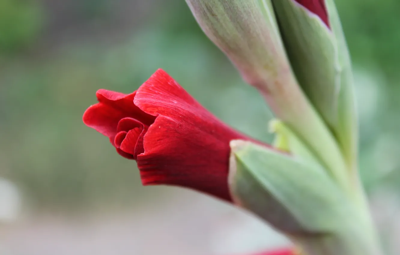 Photo wallpaper greens, flower, macro, flowers, red, tenderness, plant, beauty