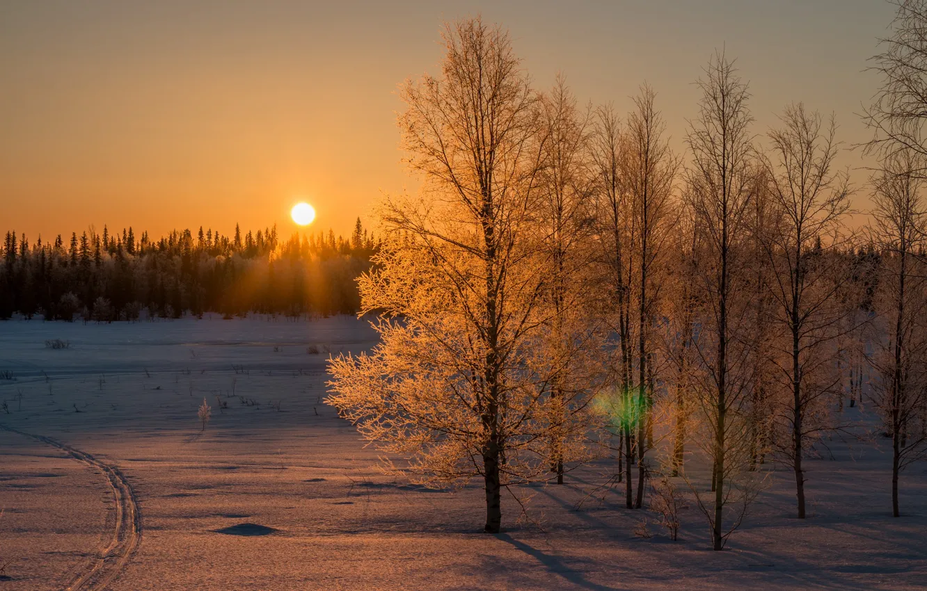 Photo wallpaper winter, forest, the sky, the sun, rays, snow, trees, branches