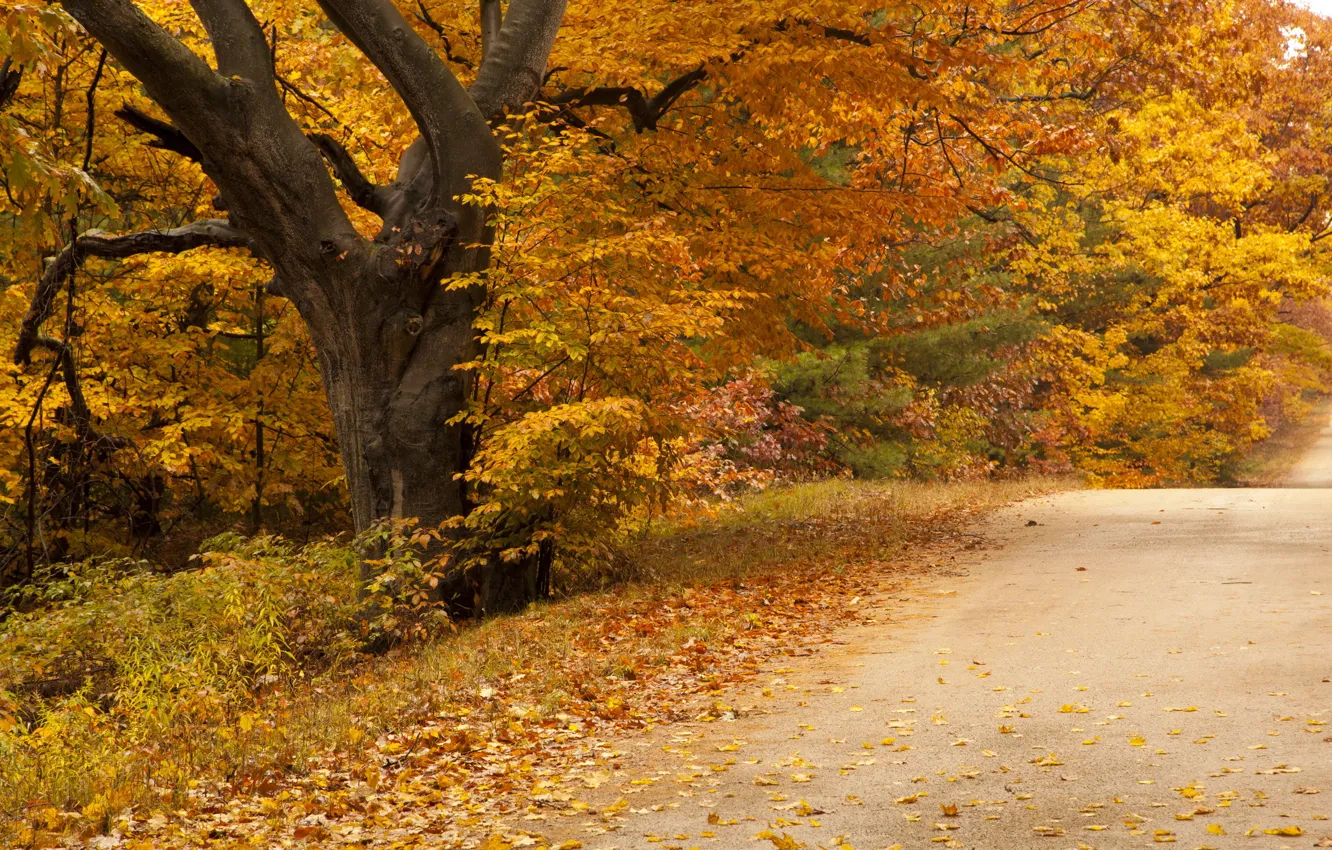 Photo wallpaper road, autumn, nature
