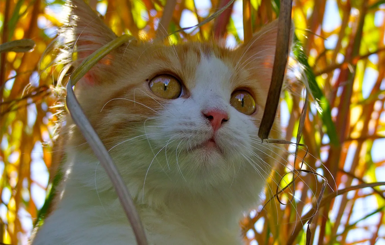 Photo wallpaper cat, look, muzzle, cat