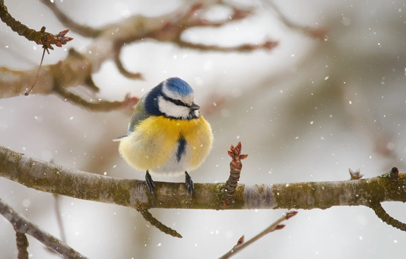 Photo wallpaper snow, branches, bird, tit, blue tit