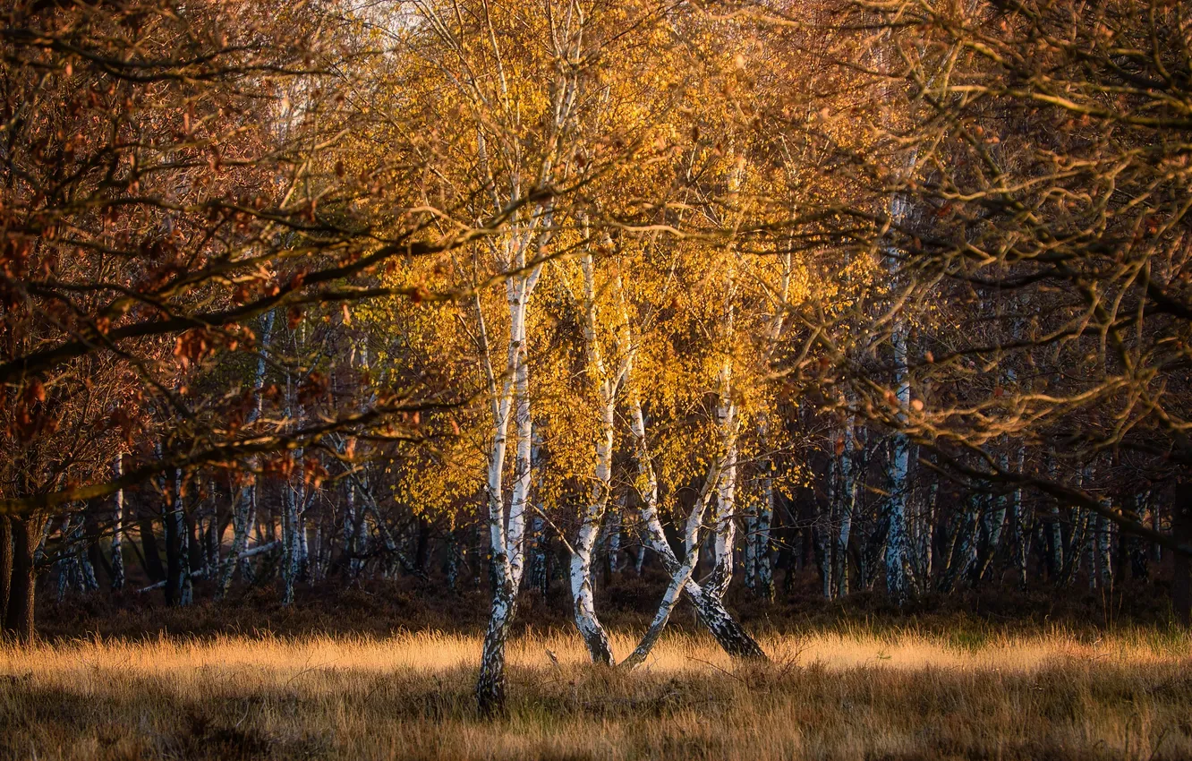 Photo wallpaper autumn, forest, light, trees, branches, nature, glade, foliage