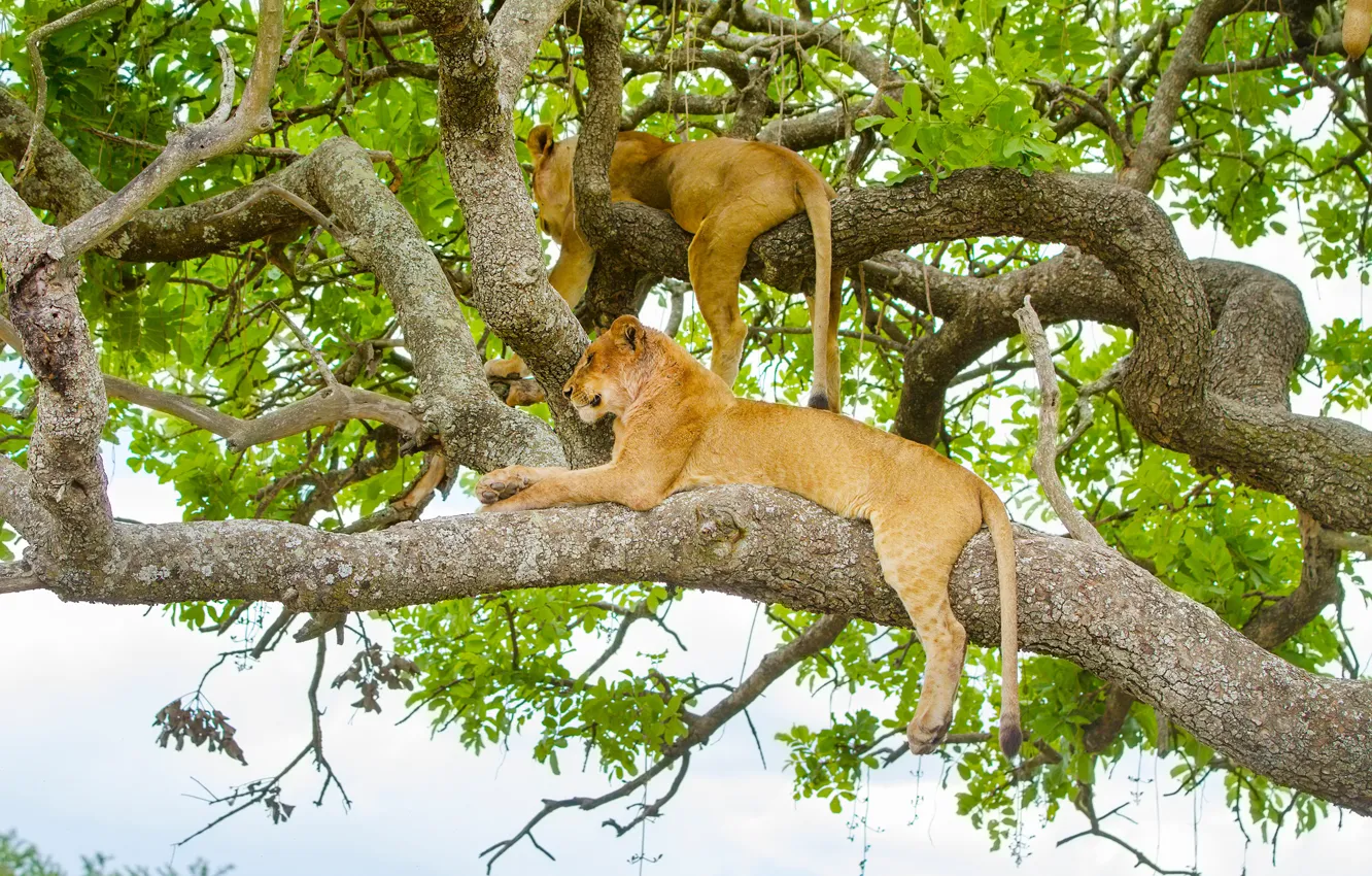 Photo wallpaper greens, leaves, nature, branch, Leo, lies, lioness, on the tree