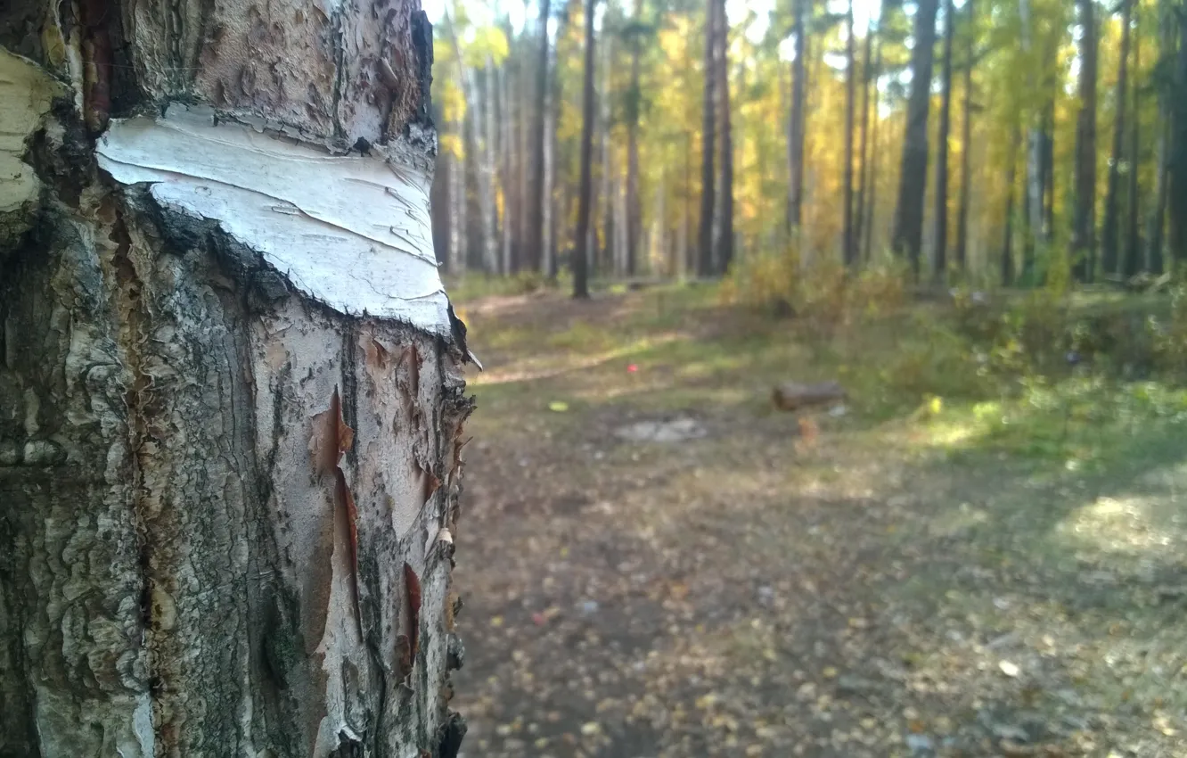Photo wallpaper forest, Macro, birch