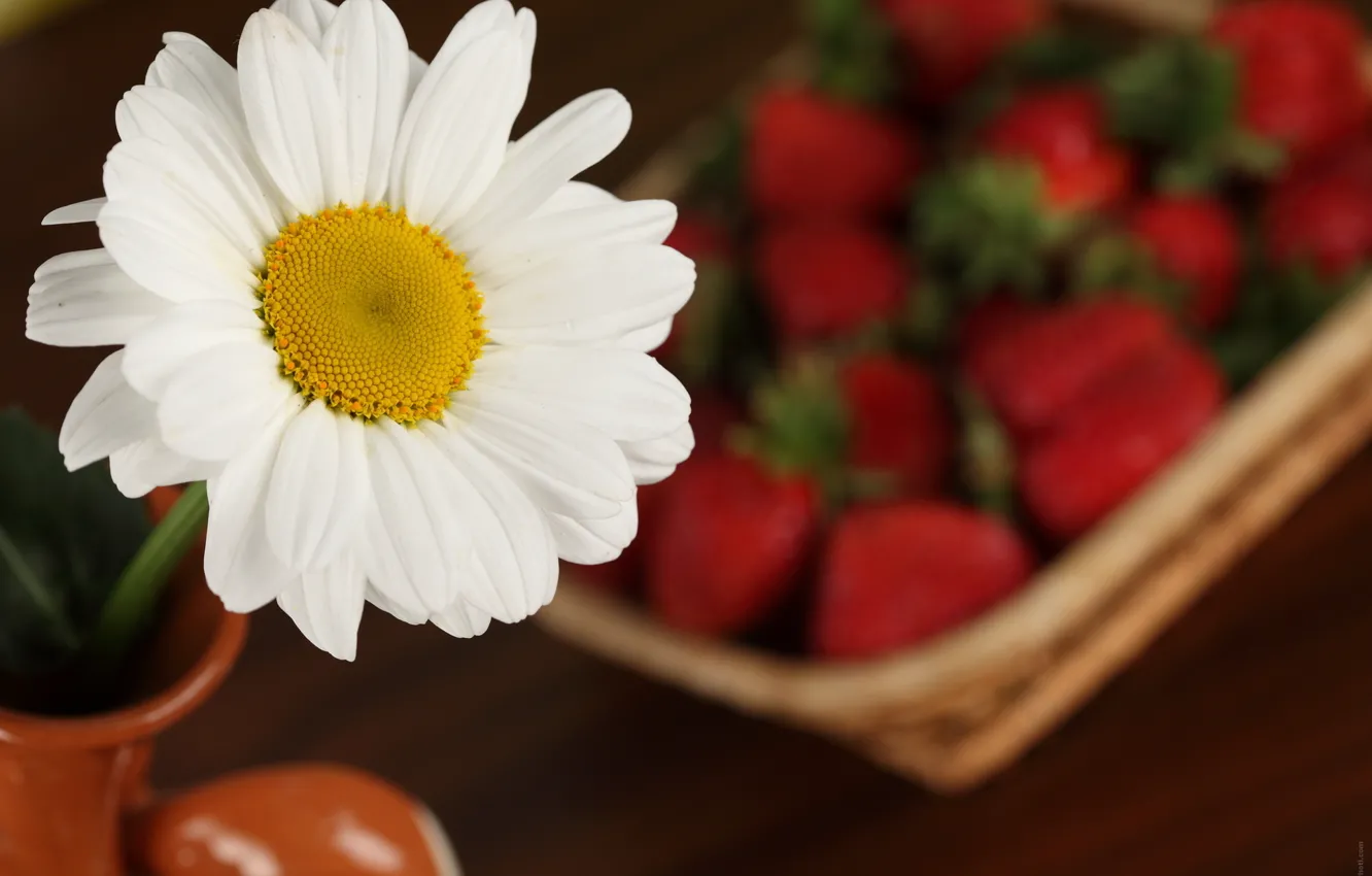 Photo wallpaper macro, flowers, Daisy, strawberry