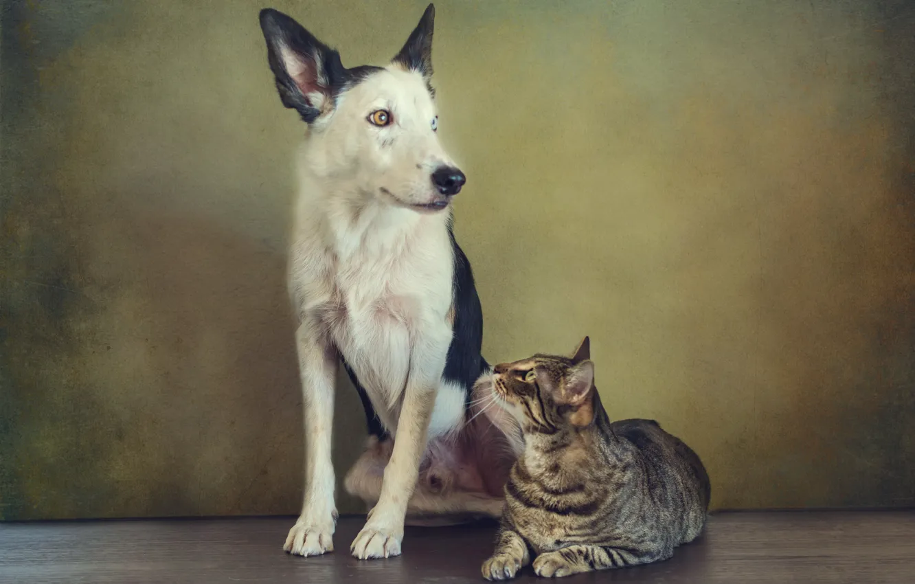 Photo wallpaper cat, cat, retro, dog, treatment, pair, dog, sitting