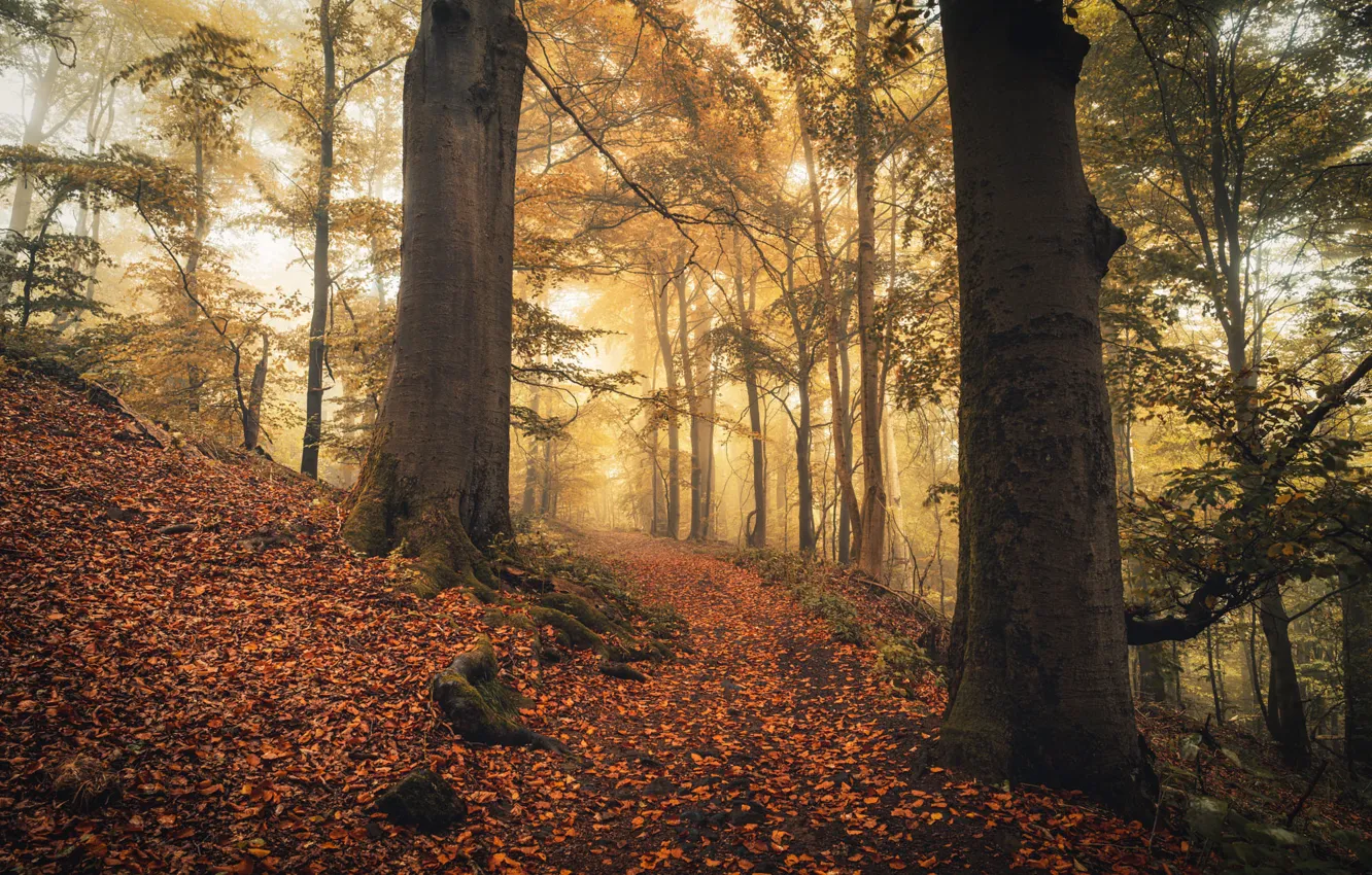 Photo wallpaper autumn, forest, light, trees, roots, fog, branch, trunks