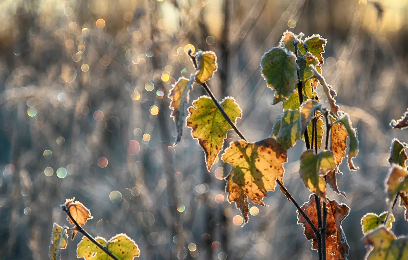 Photo wallpaper bokeh, frost, the sun, glare, branches, autumn, leaves