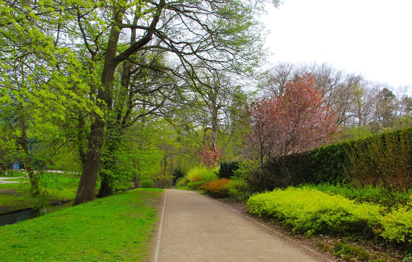 Photo wallpaper park, spring, plants, alley
