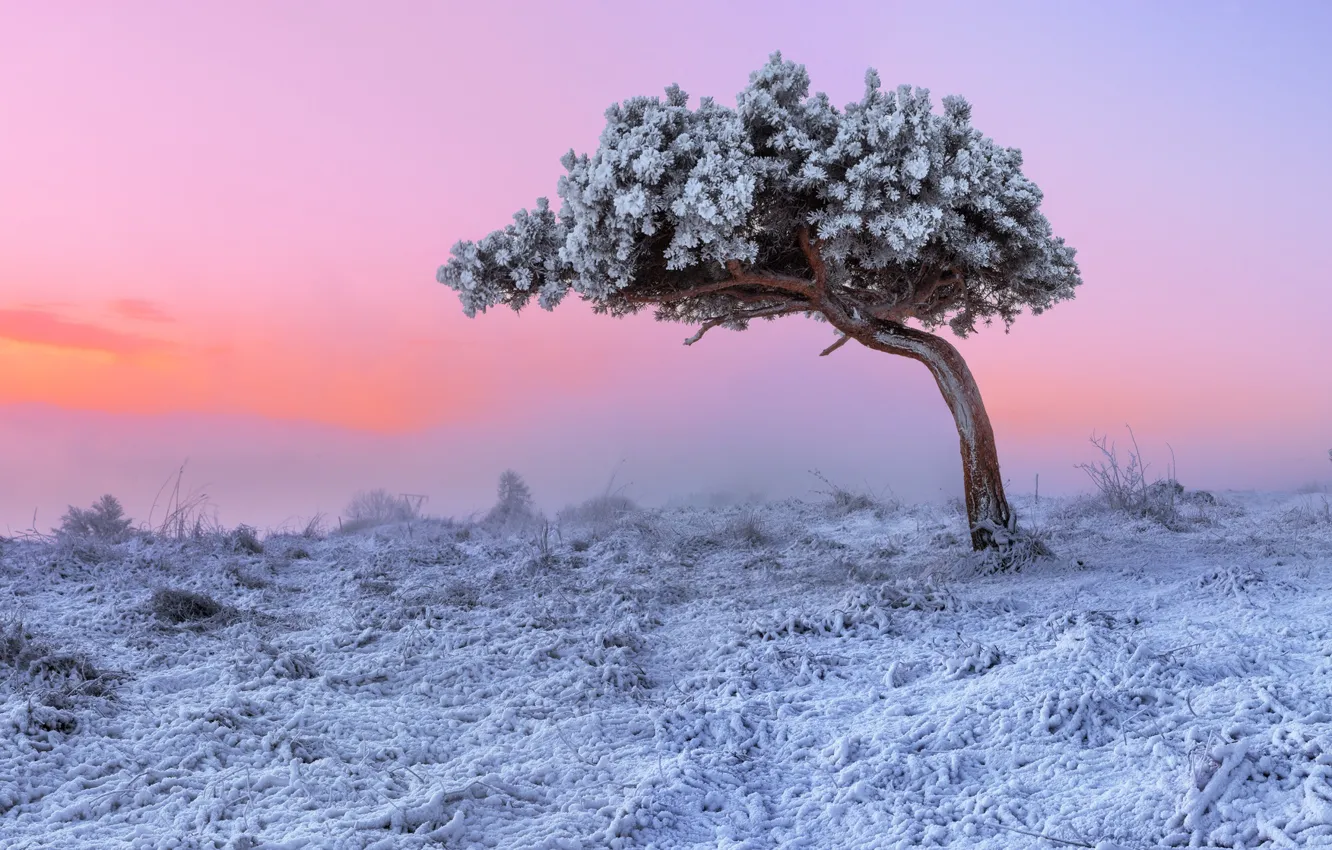 Photo wallpaper winter, frost, the sky, nature, tree, paint