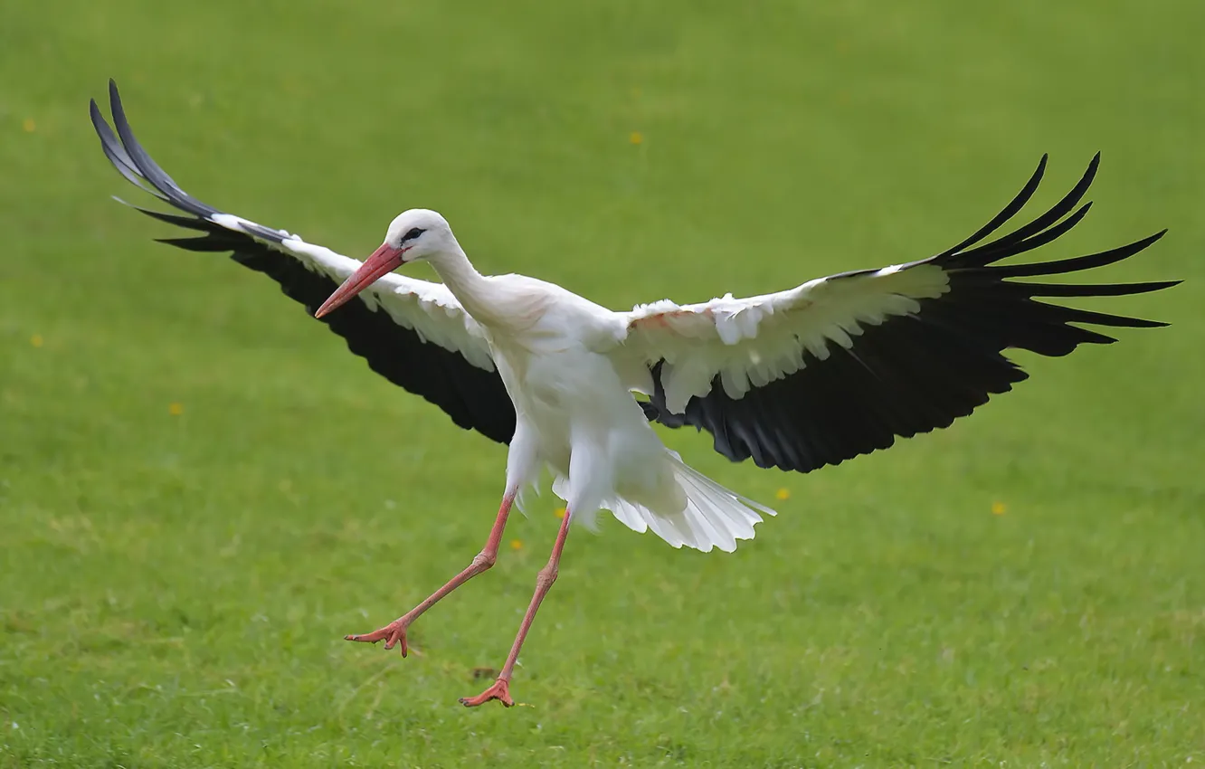 Photo wallpaper nature, bird, stork