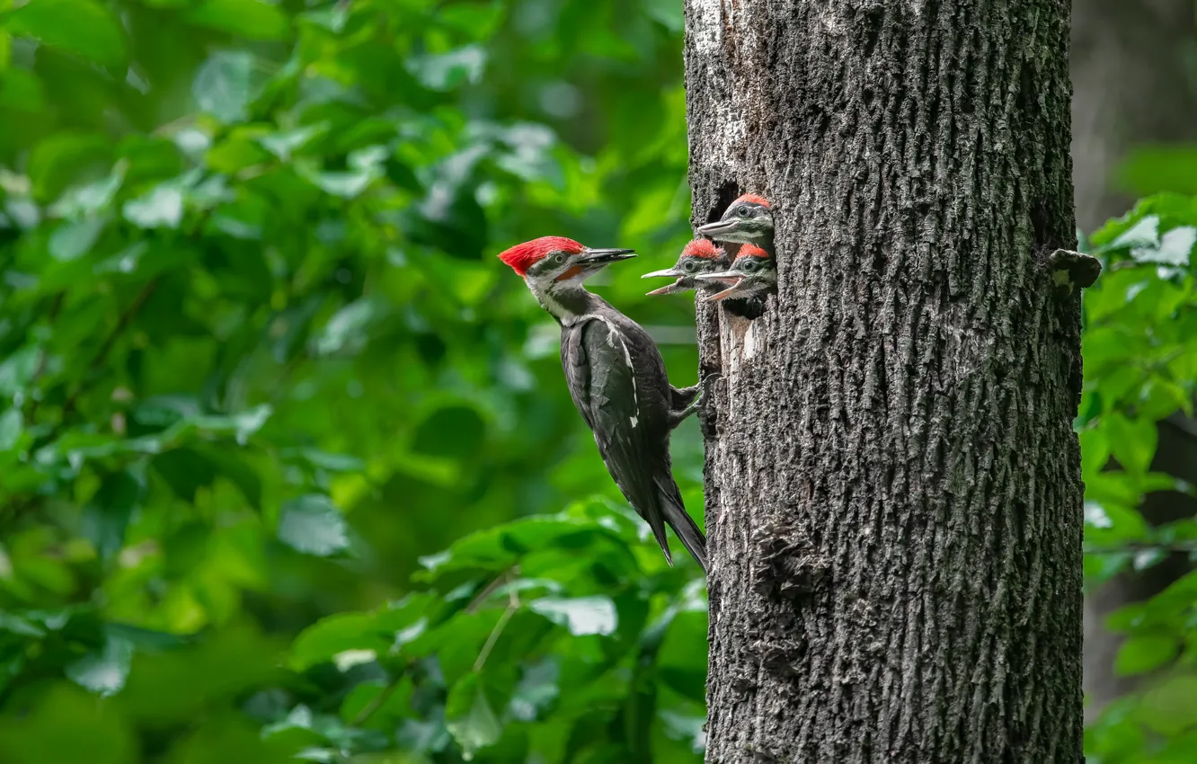 Photo wallpaper trees, nature, bird, woodpecker, Chicks, the hollow