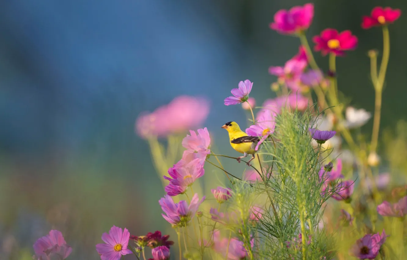 Photo wallpaper flowers, bird, kosmeya