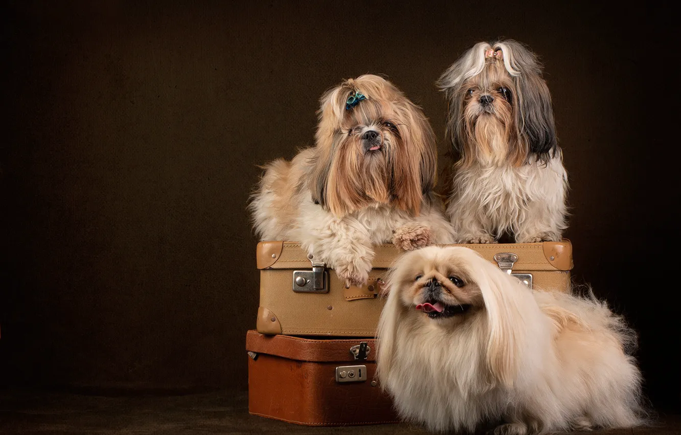 Photo wallpaper background, portrait, dog, suitcase, trio, photoshoot, Pekingese, Shih Tzu