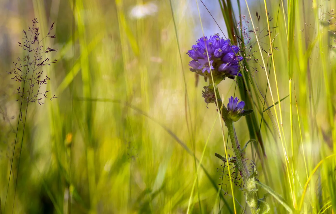 Photo wallpaper summer, grass, macro, flowers, nature