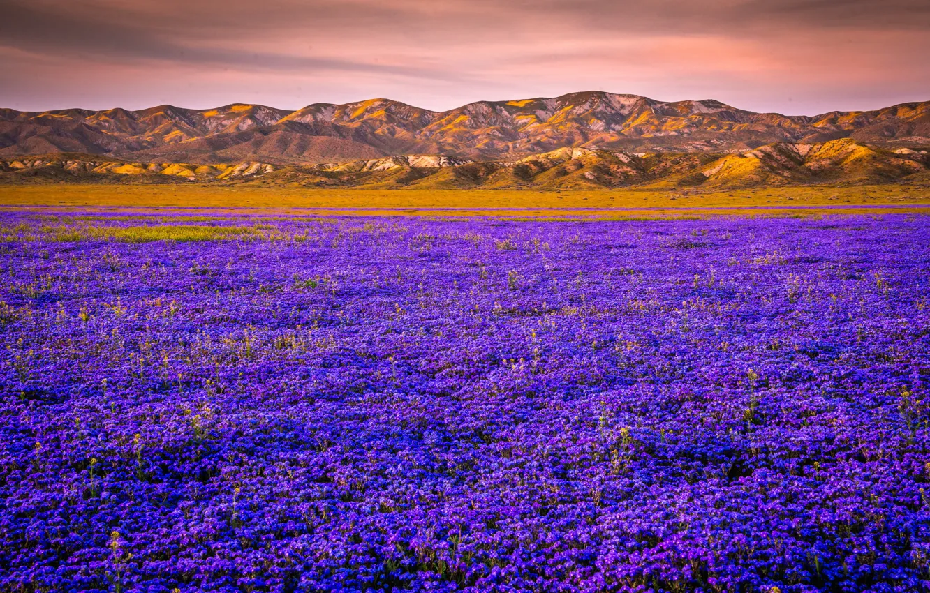 Photo wallpaper flowers, mountains, valley