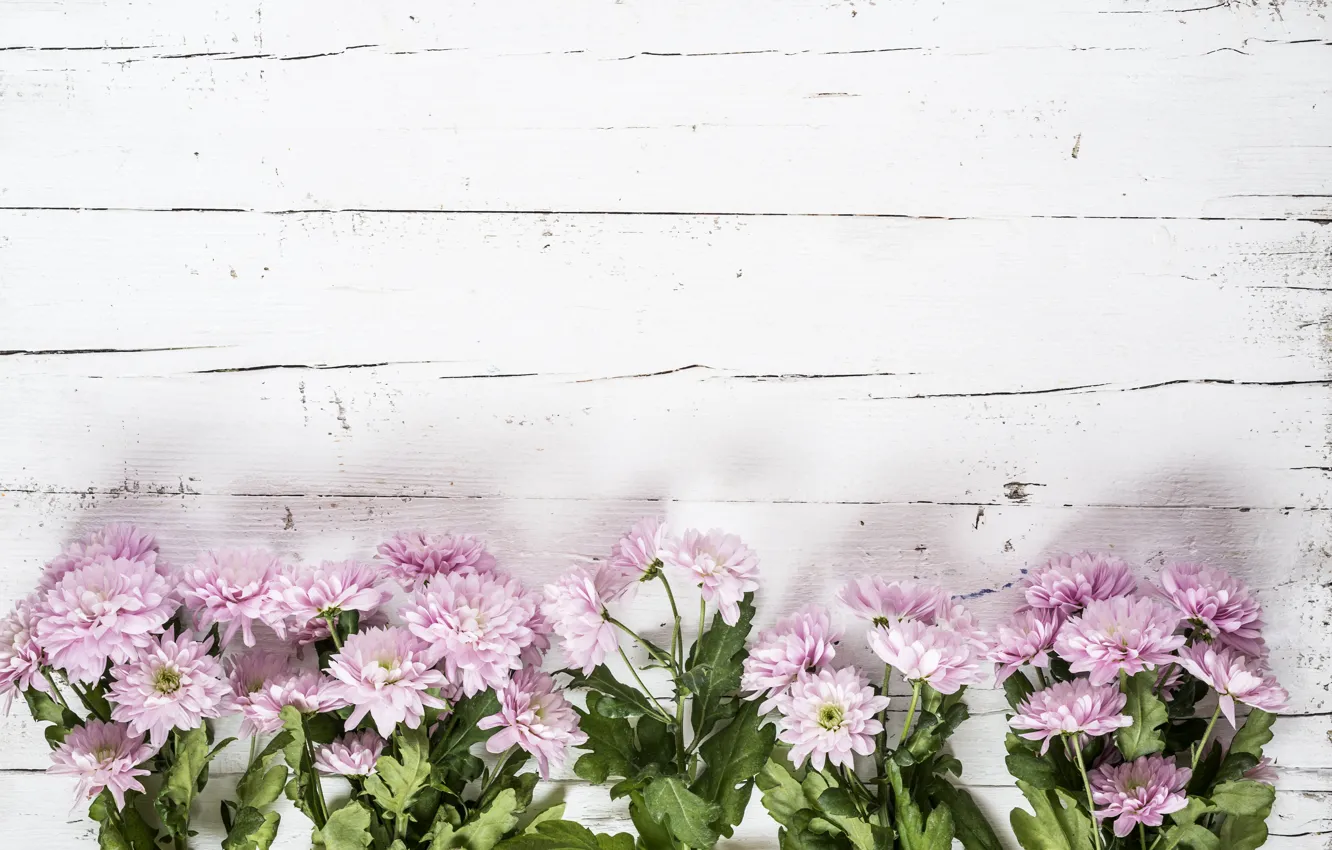 Photo wallpaper flowers, background, pink, chrysanthemum, wood, pink, flowers, violet