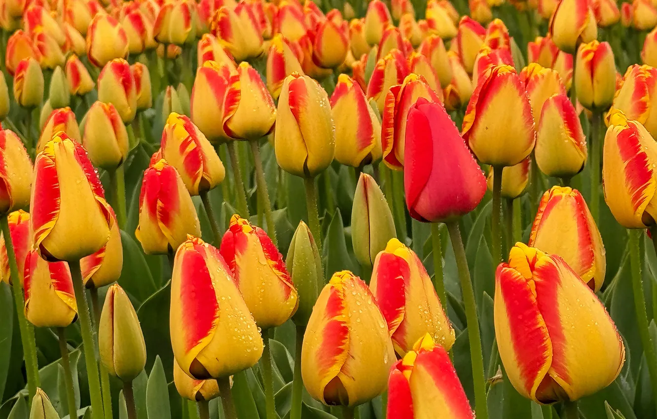 Photo wallpaper flowers, orange, spring, tulips, flowerbed