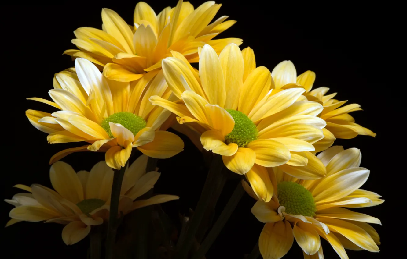 Photo wallpaper macro, yellow, chrysanthemum